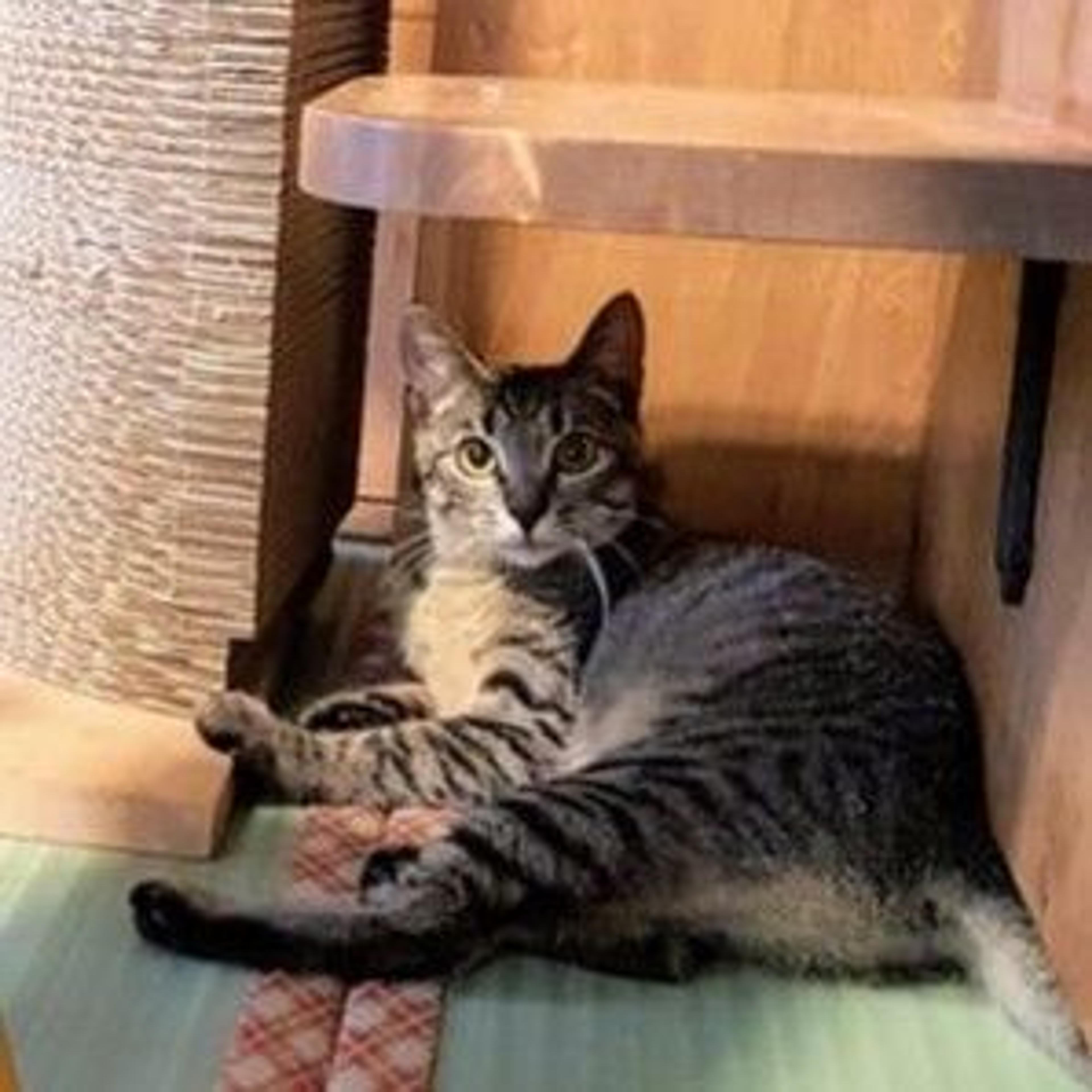 pet-image-3