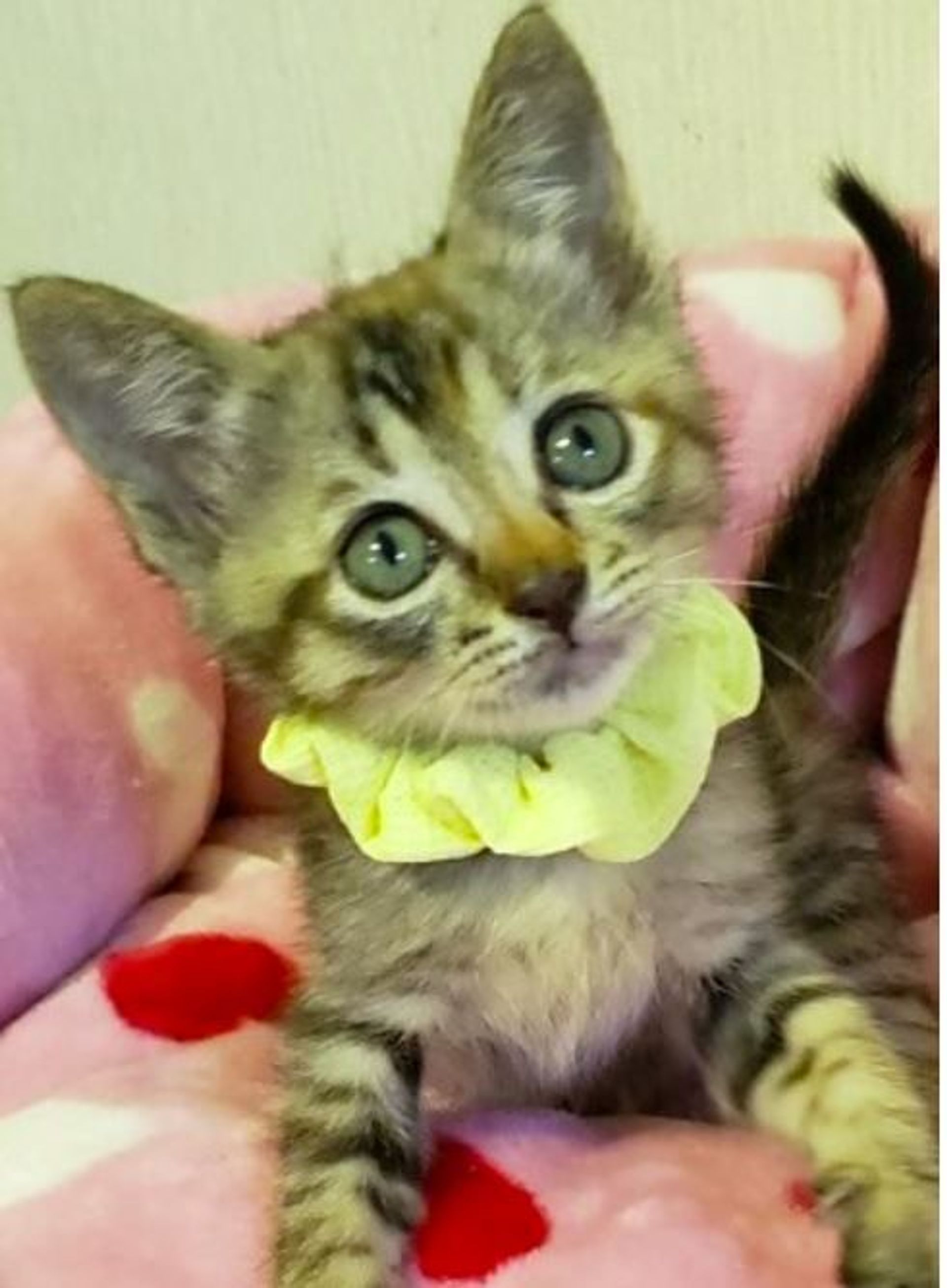 雑種（ミックス猫）・メスの里親募集の写真
