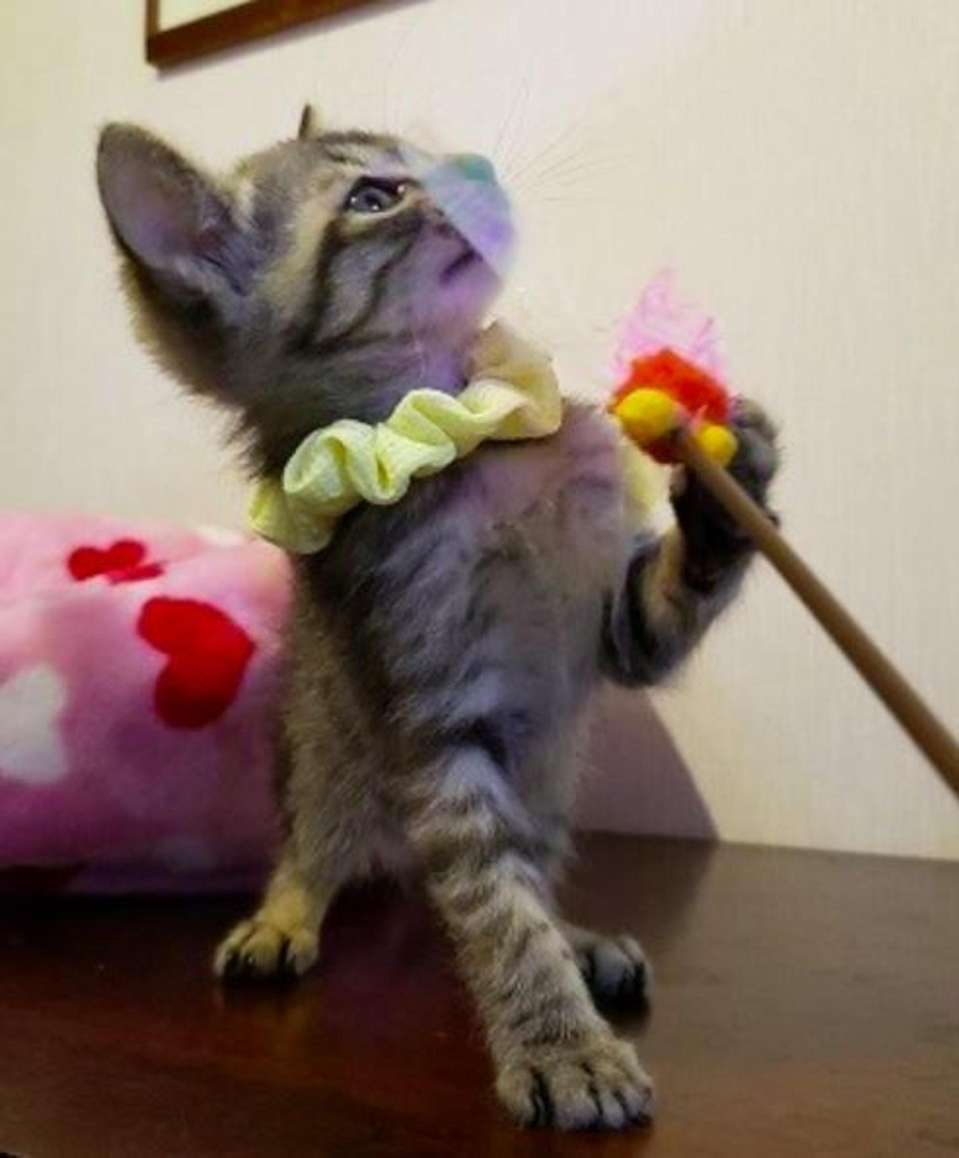 pet-image-3