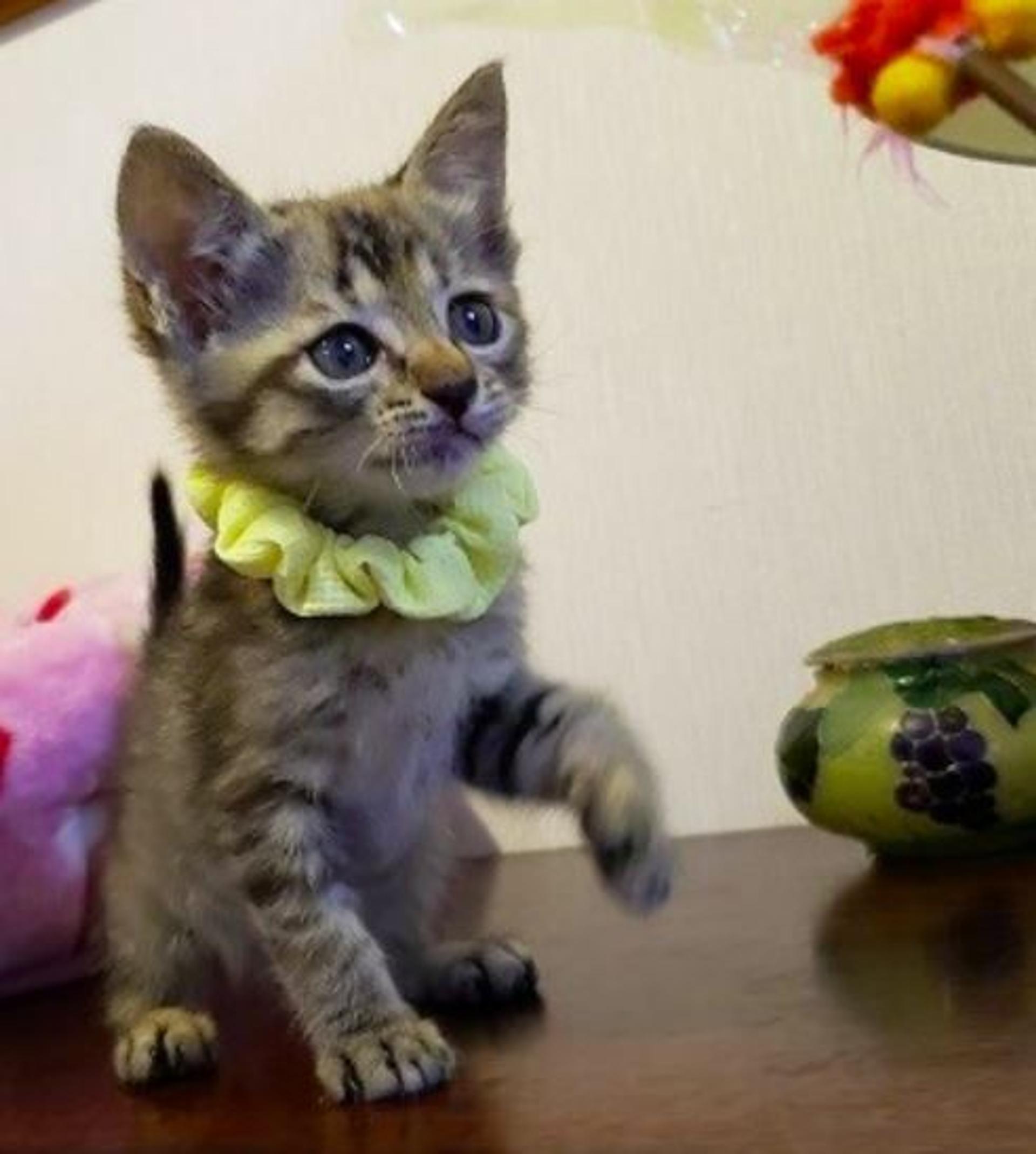 pet-image-4