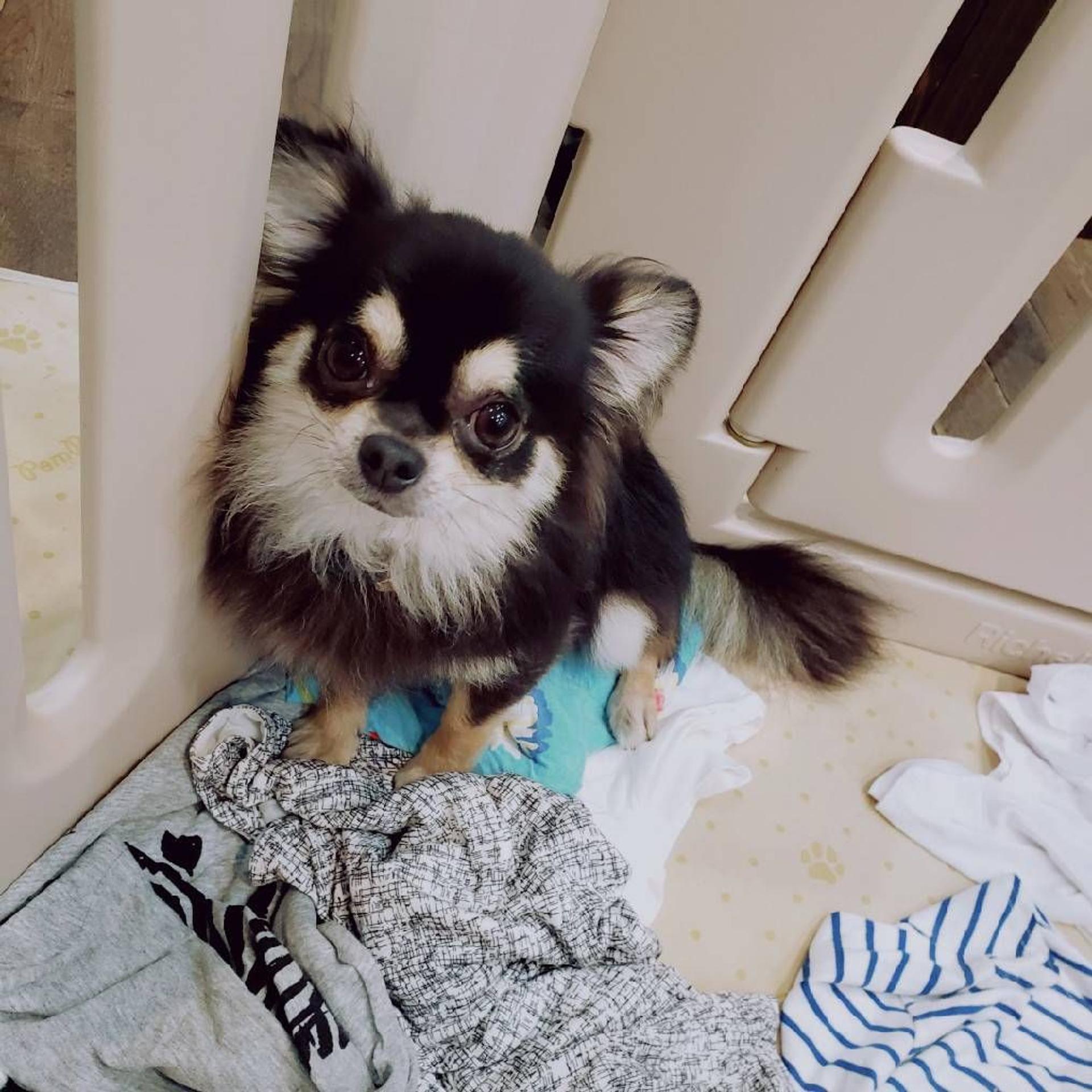 pet-image-5
