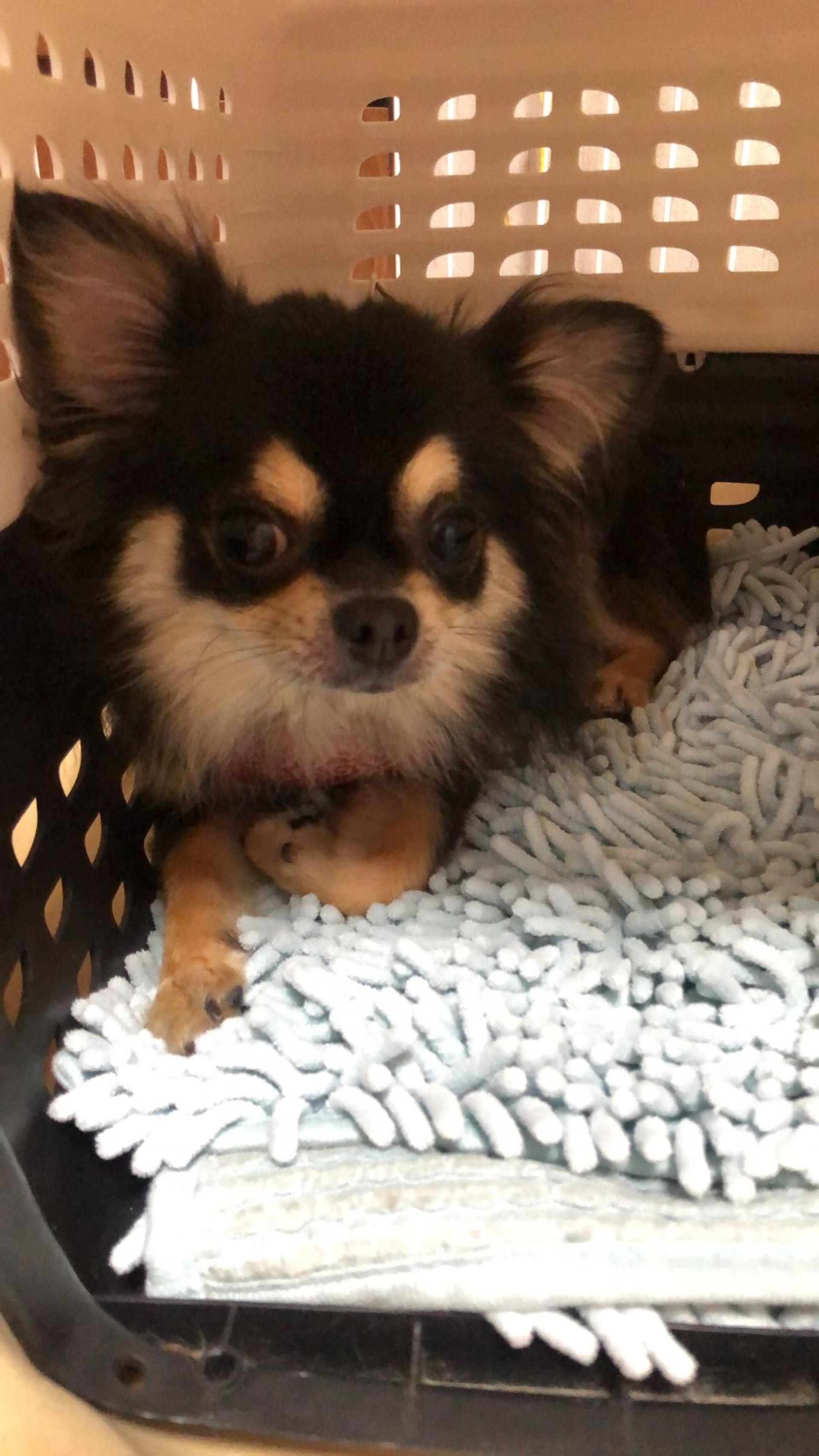 pet-image-6