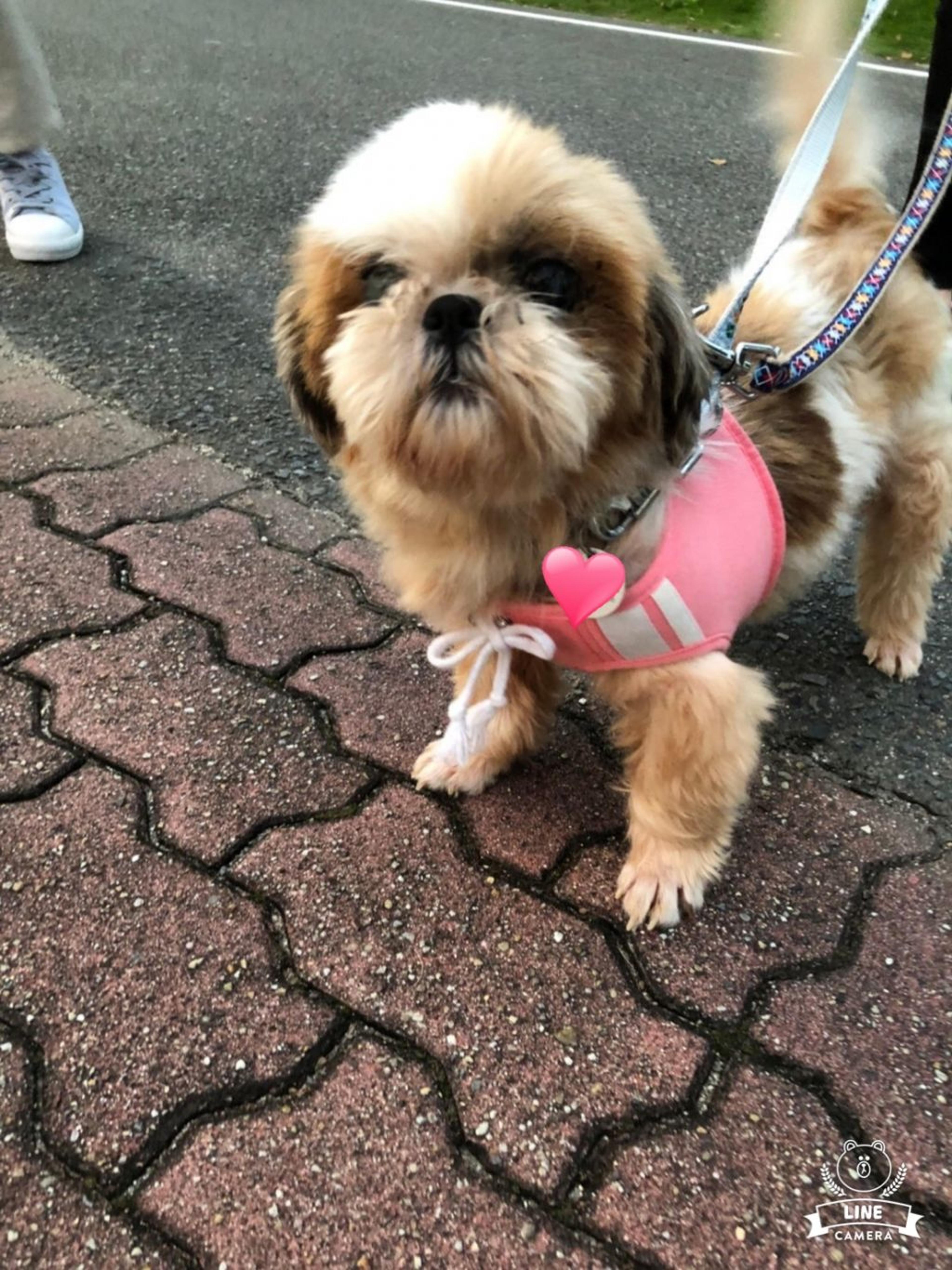pet-image-2