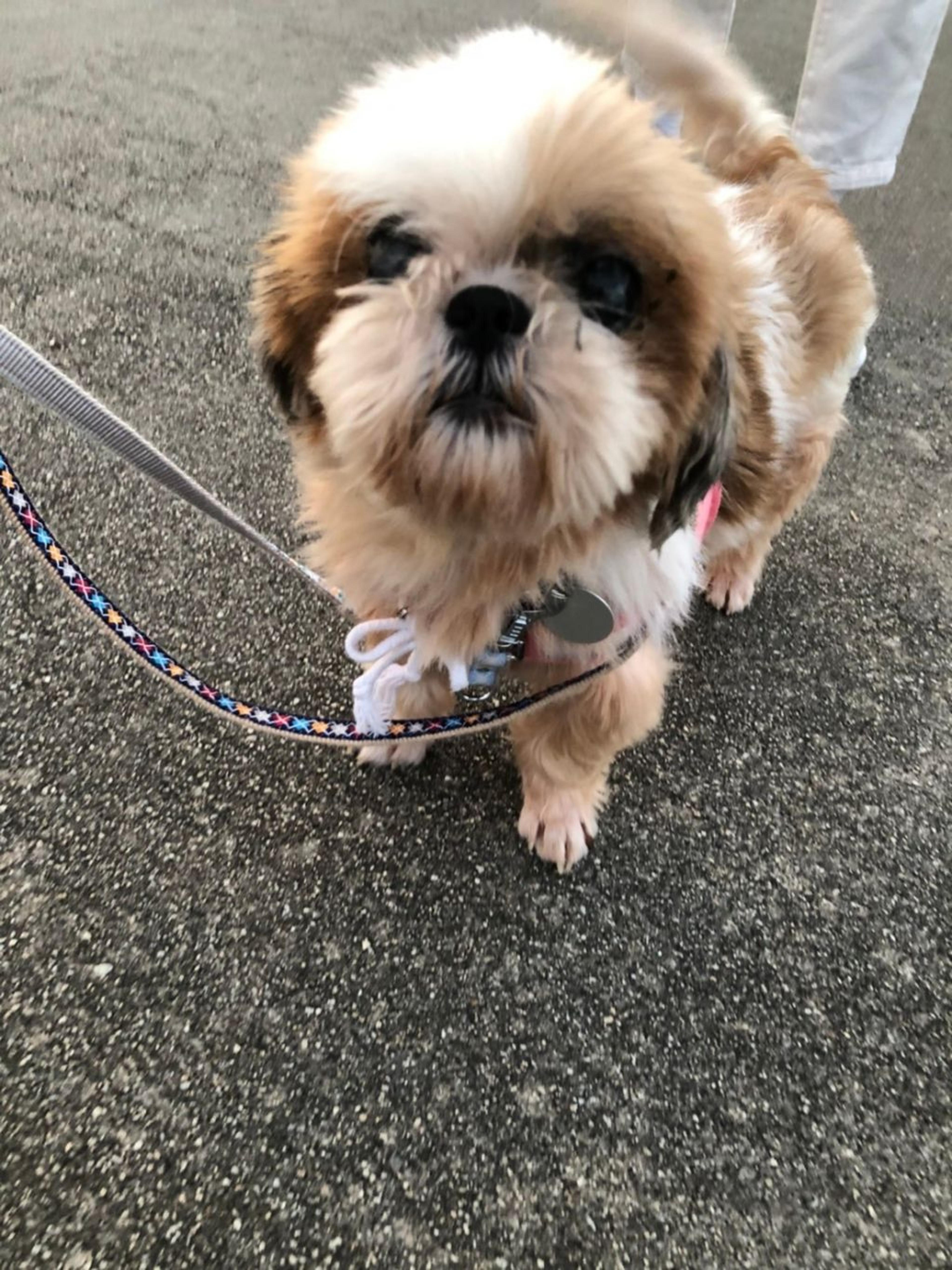 pet-image-3