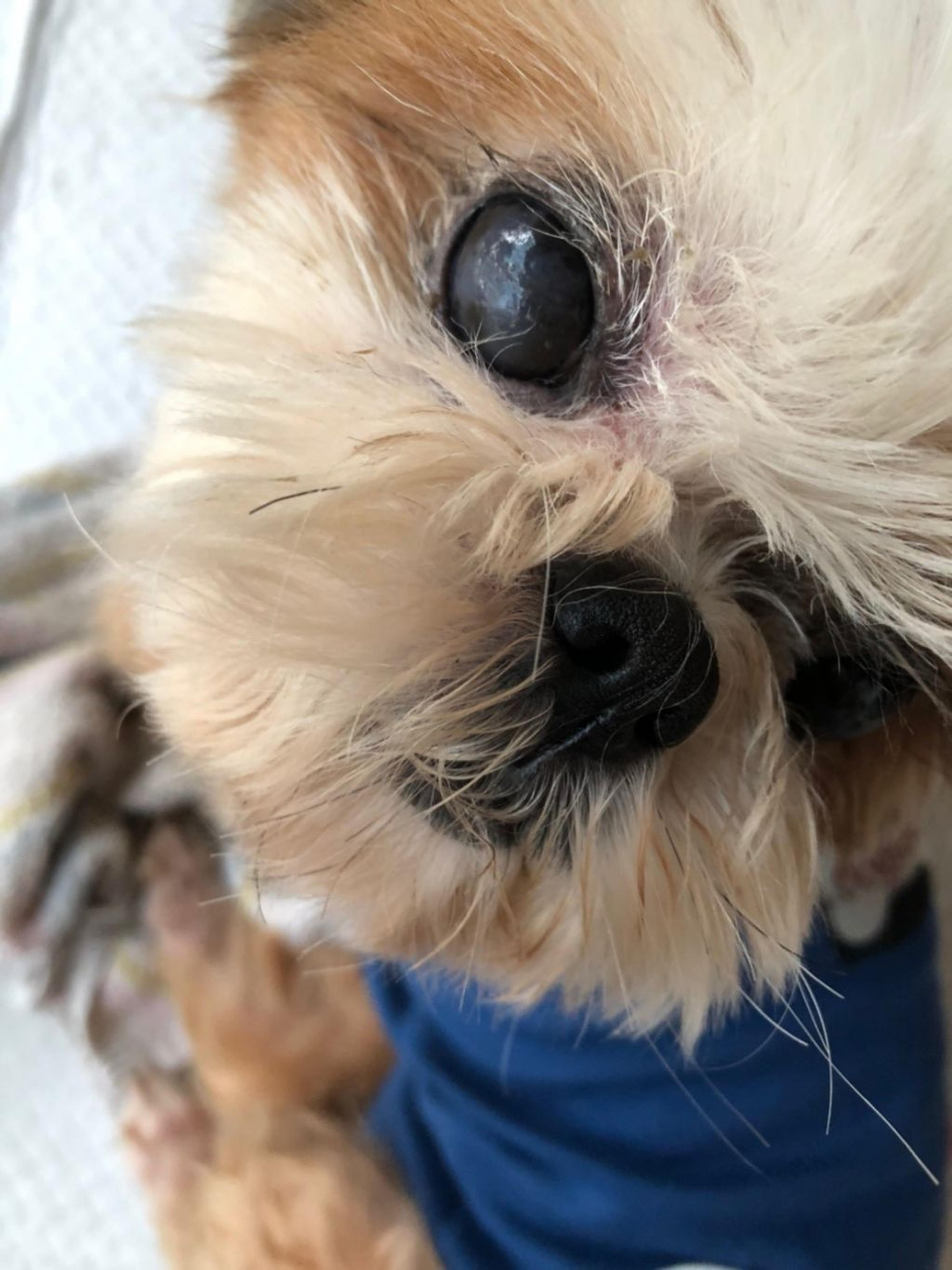 pet-image-4