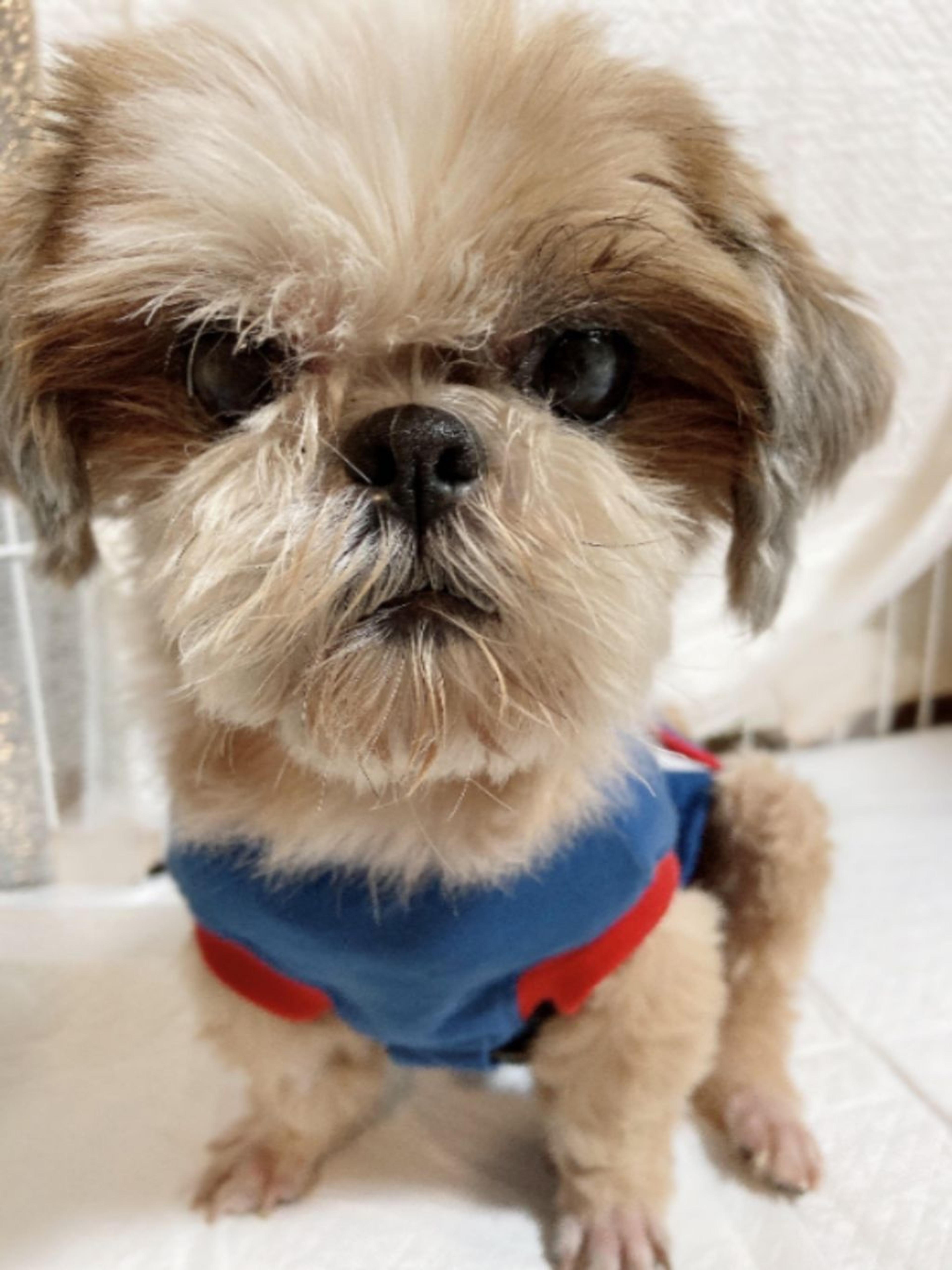 pet-image-5