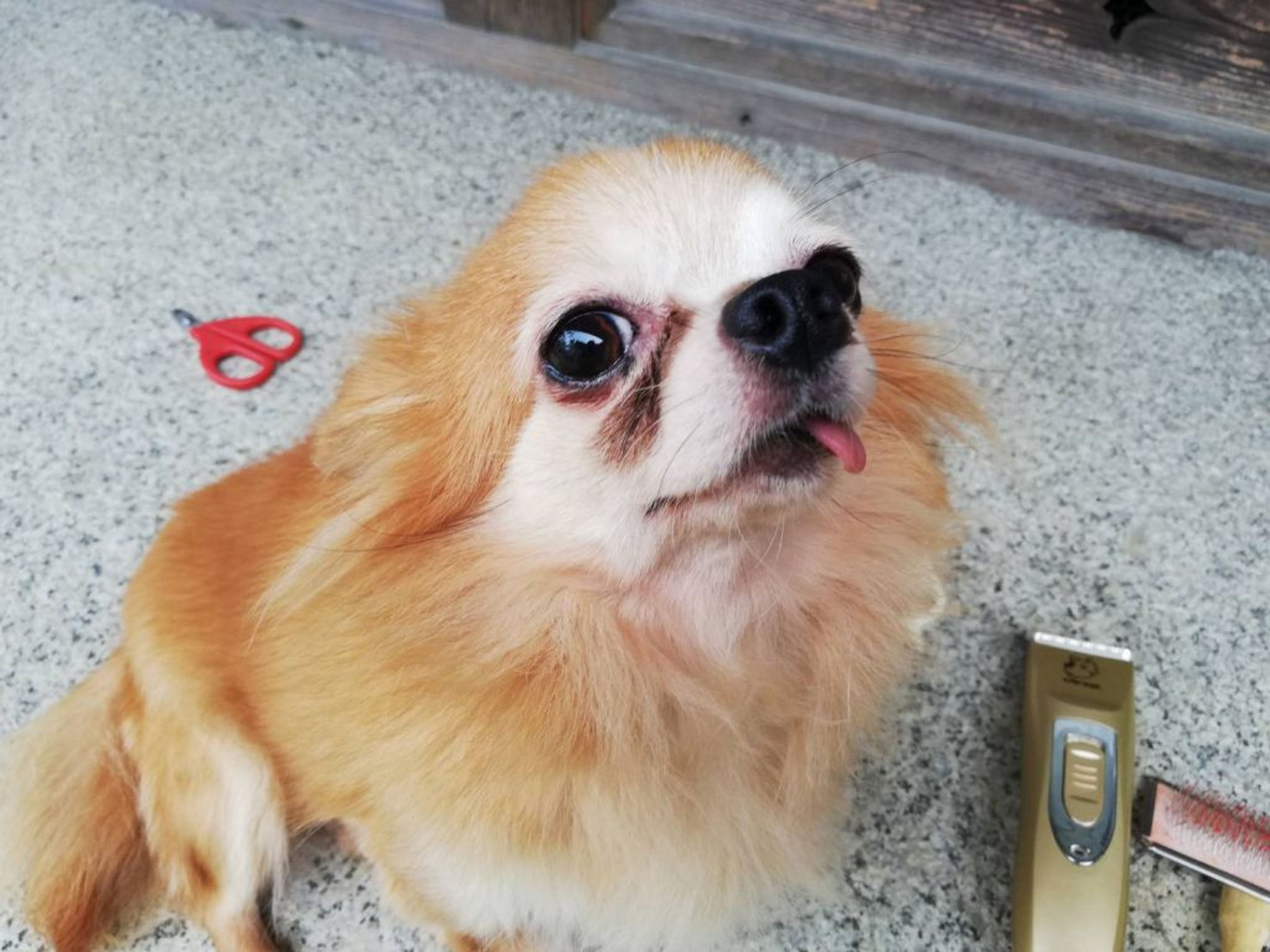 チワワ・メスの里親募集の写真