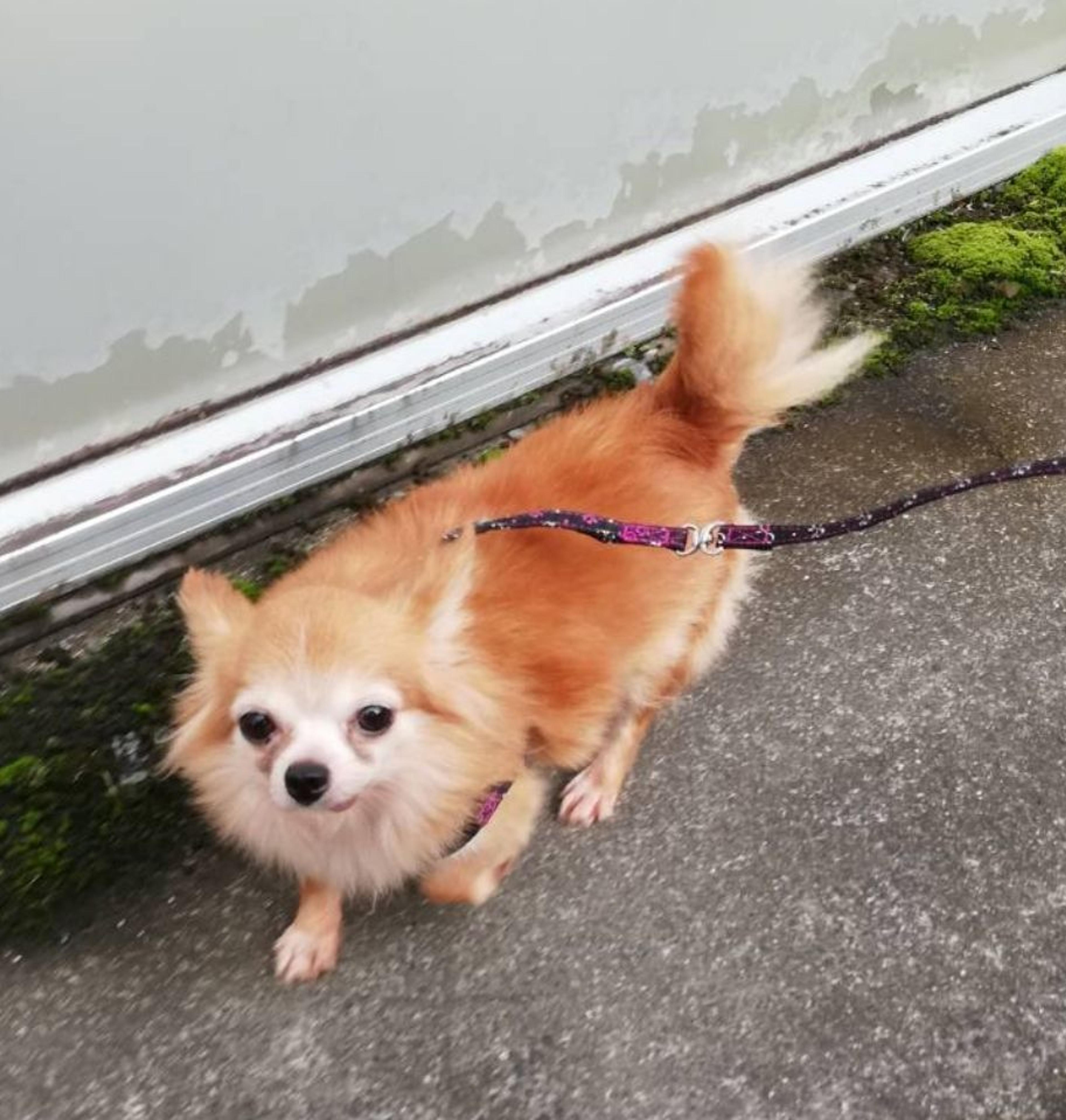 pet-image-2