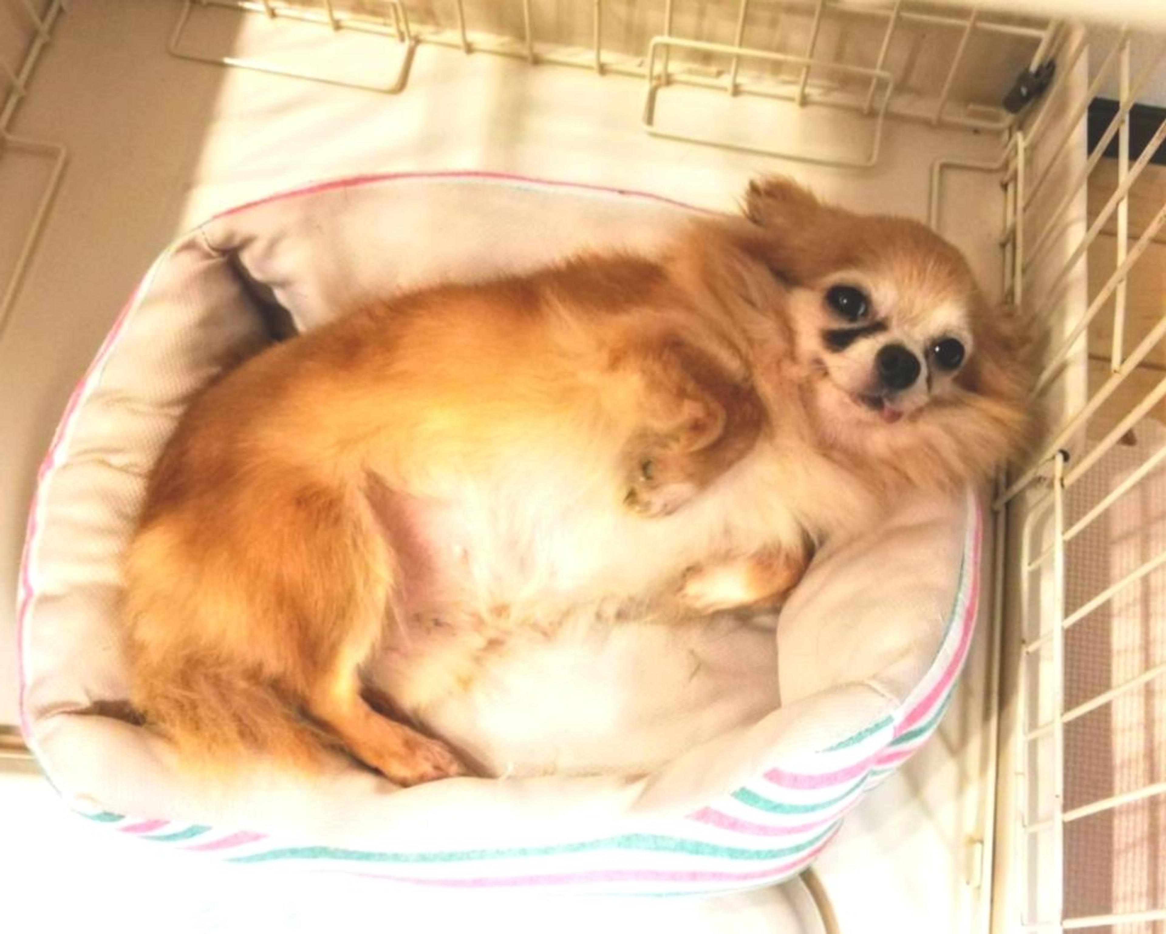 pet-image-3