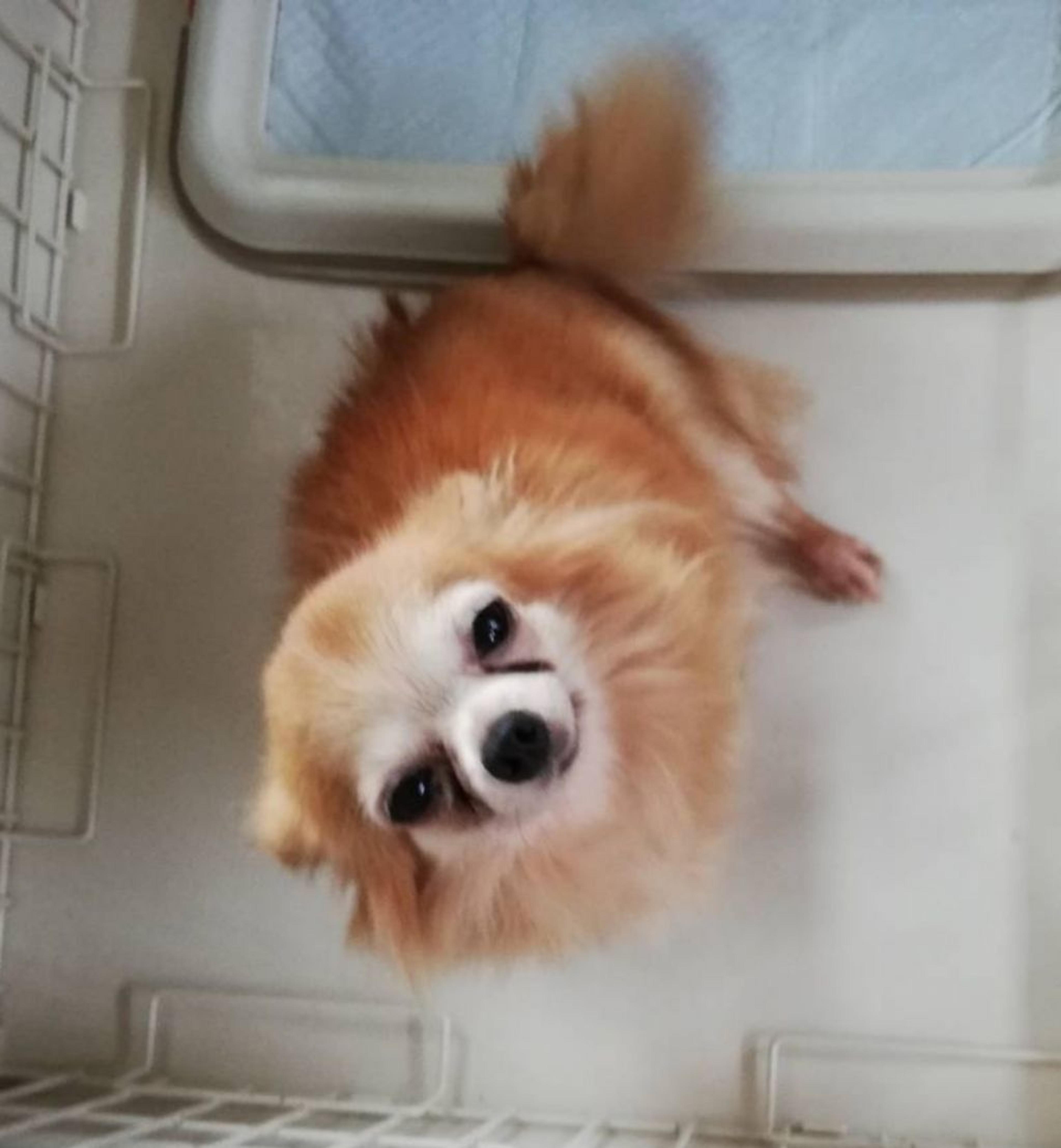 pet-image-4