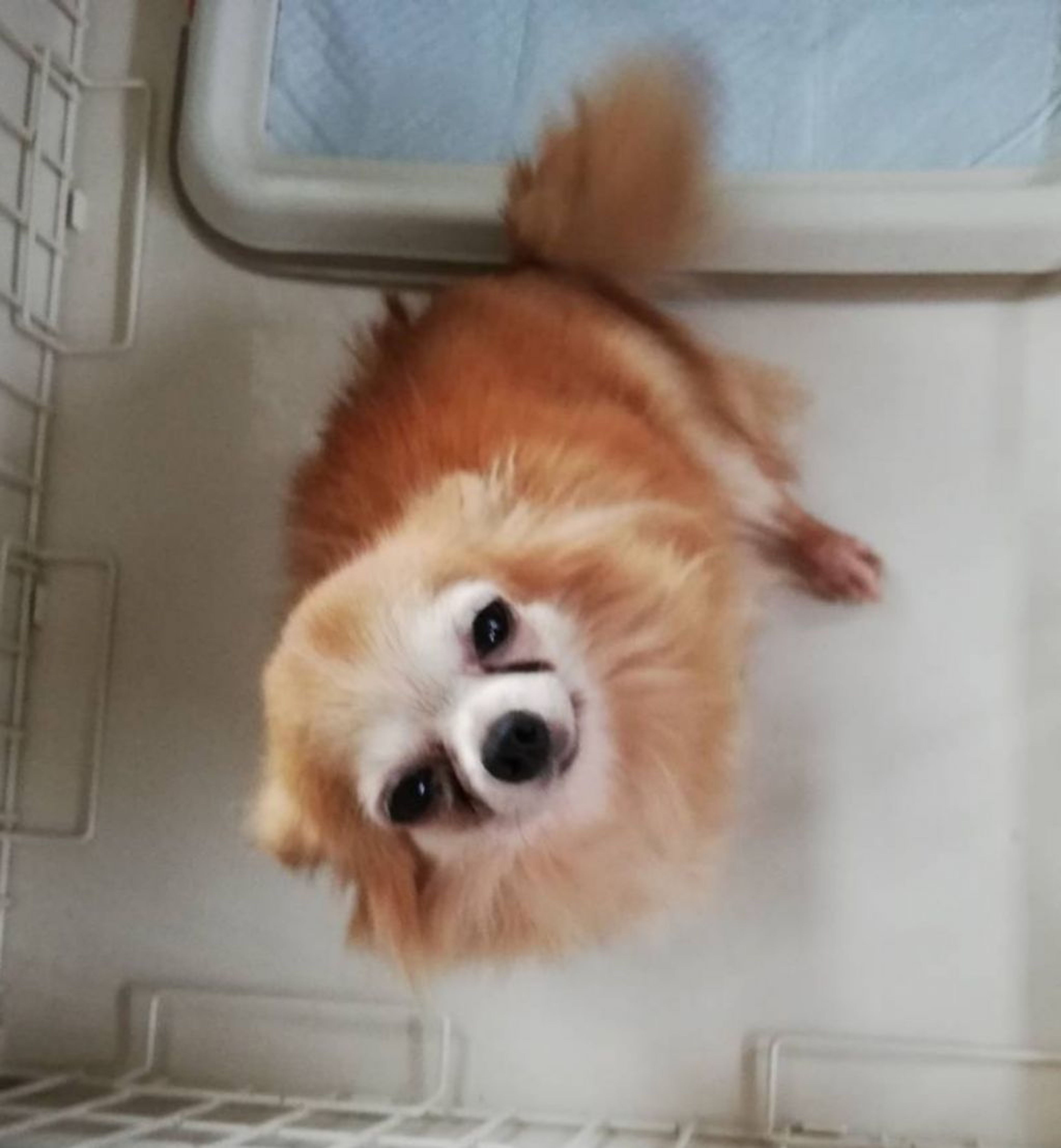 pet-image-4