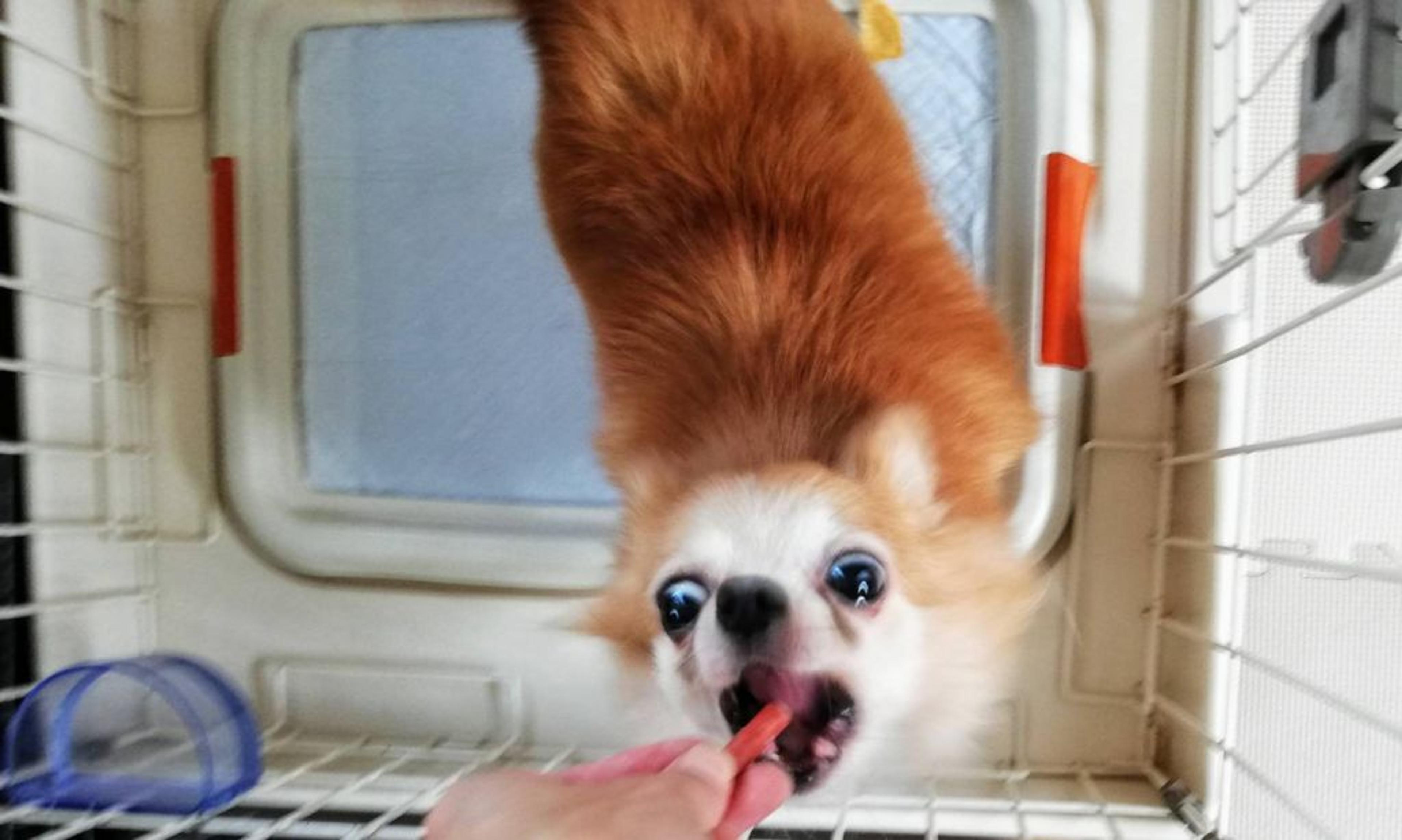 pet-image-5
