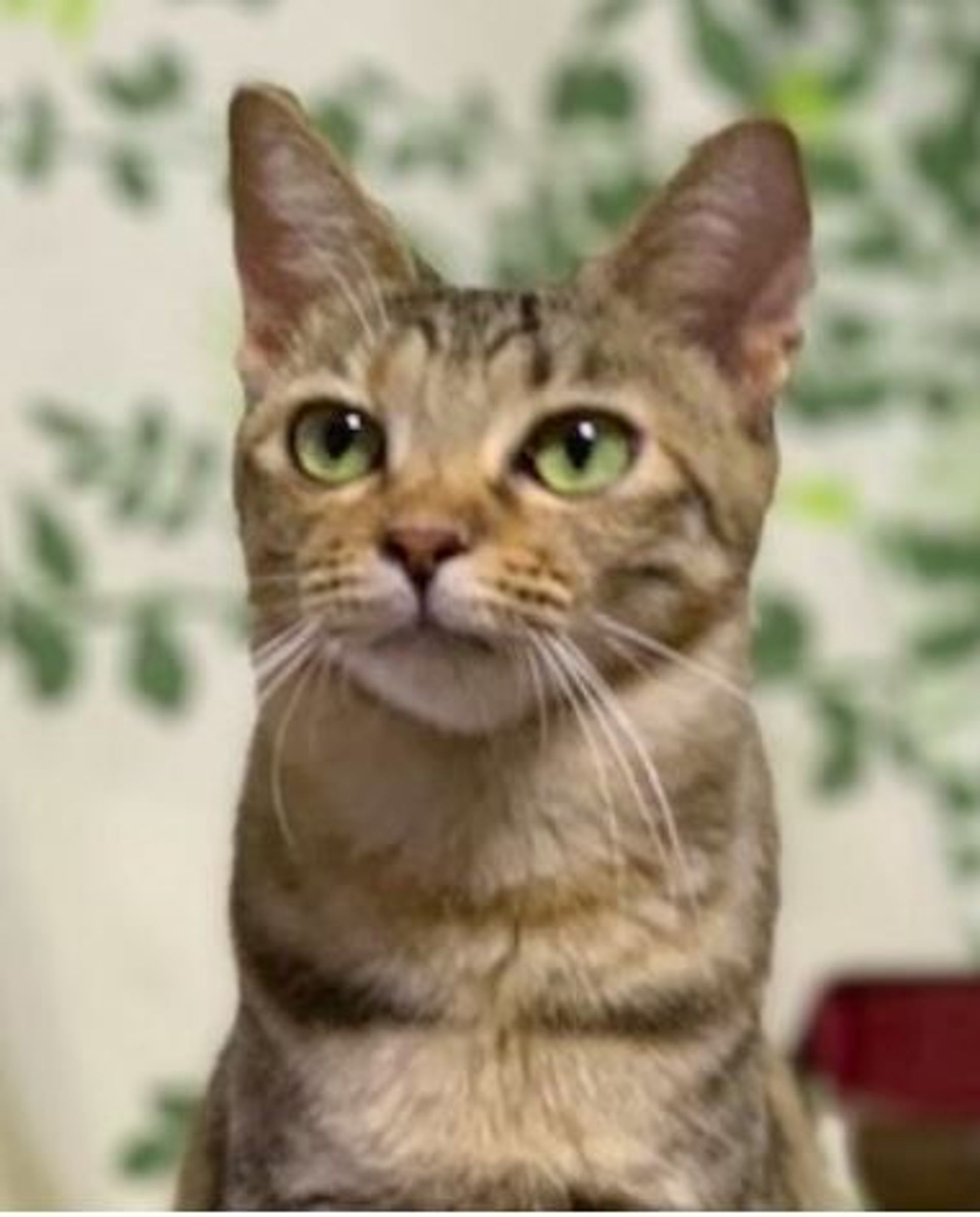 雑種（ミックス猫）・メスの里親募集の写真