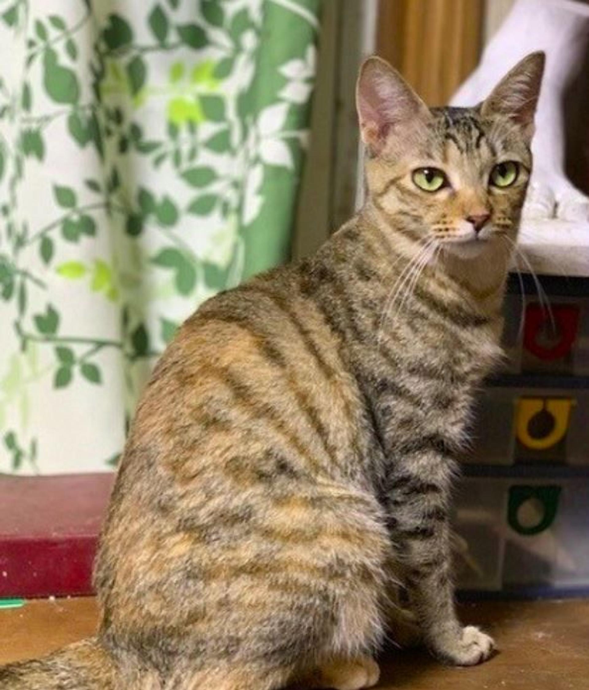 pet-image-2