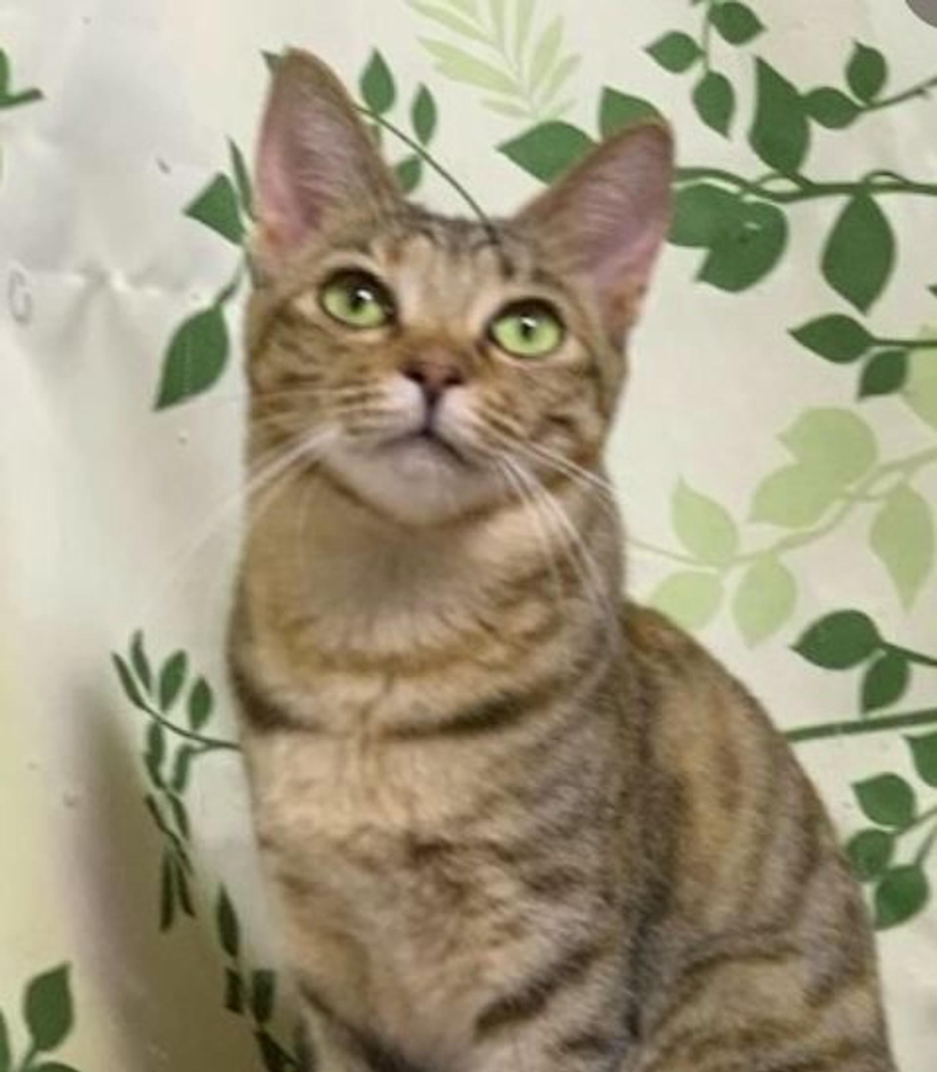 pet-image-5