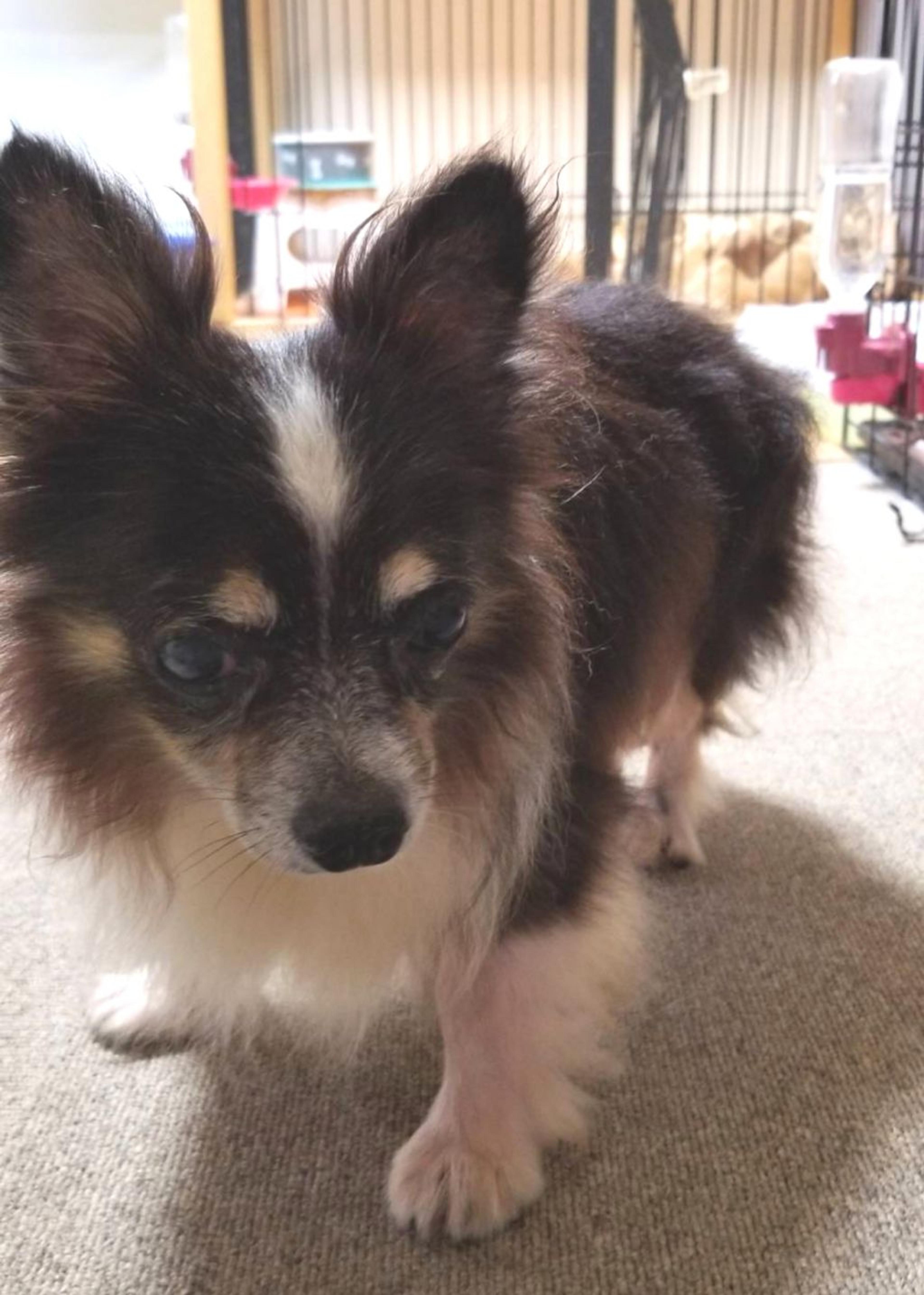 pet-image-2