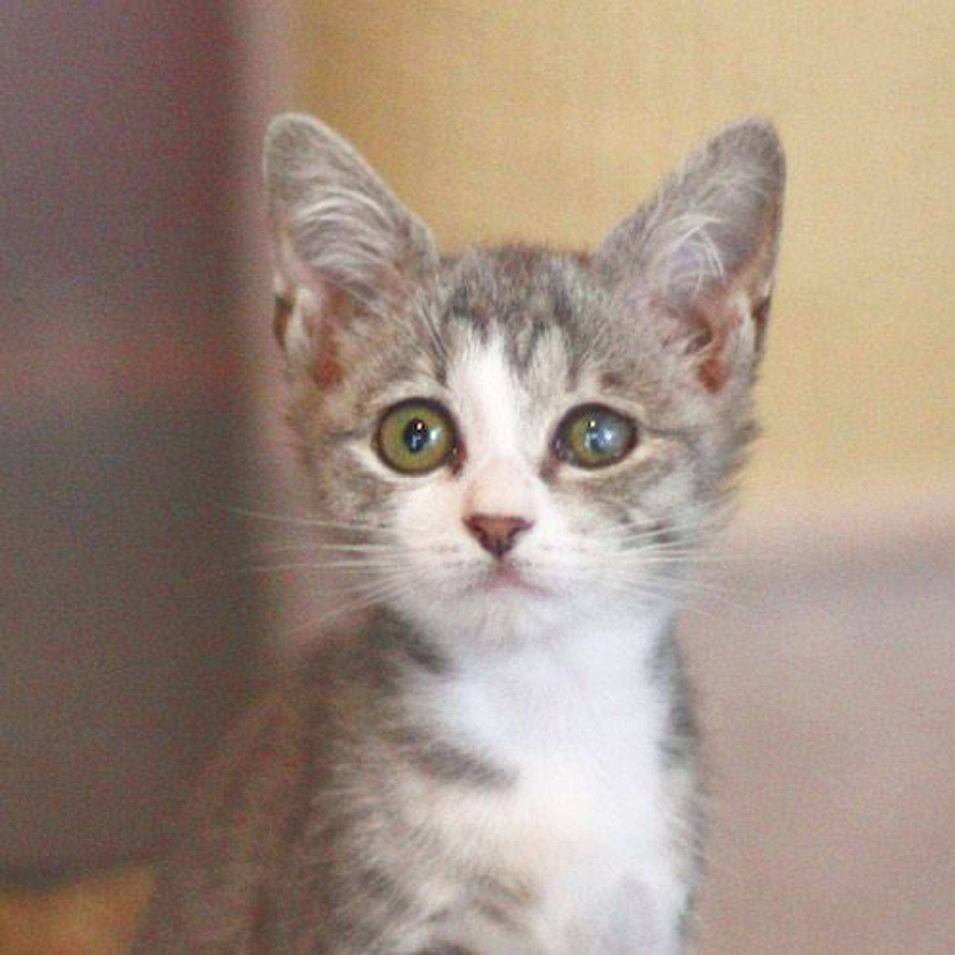 雑種（ミックス猫）・メスの里親募集の写真
