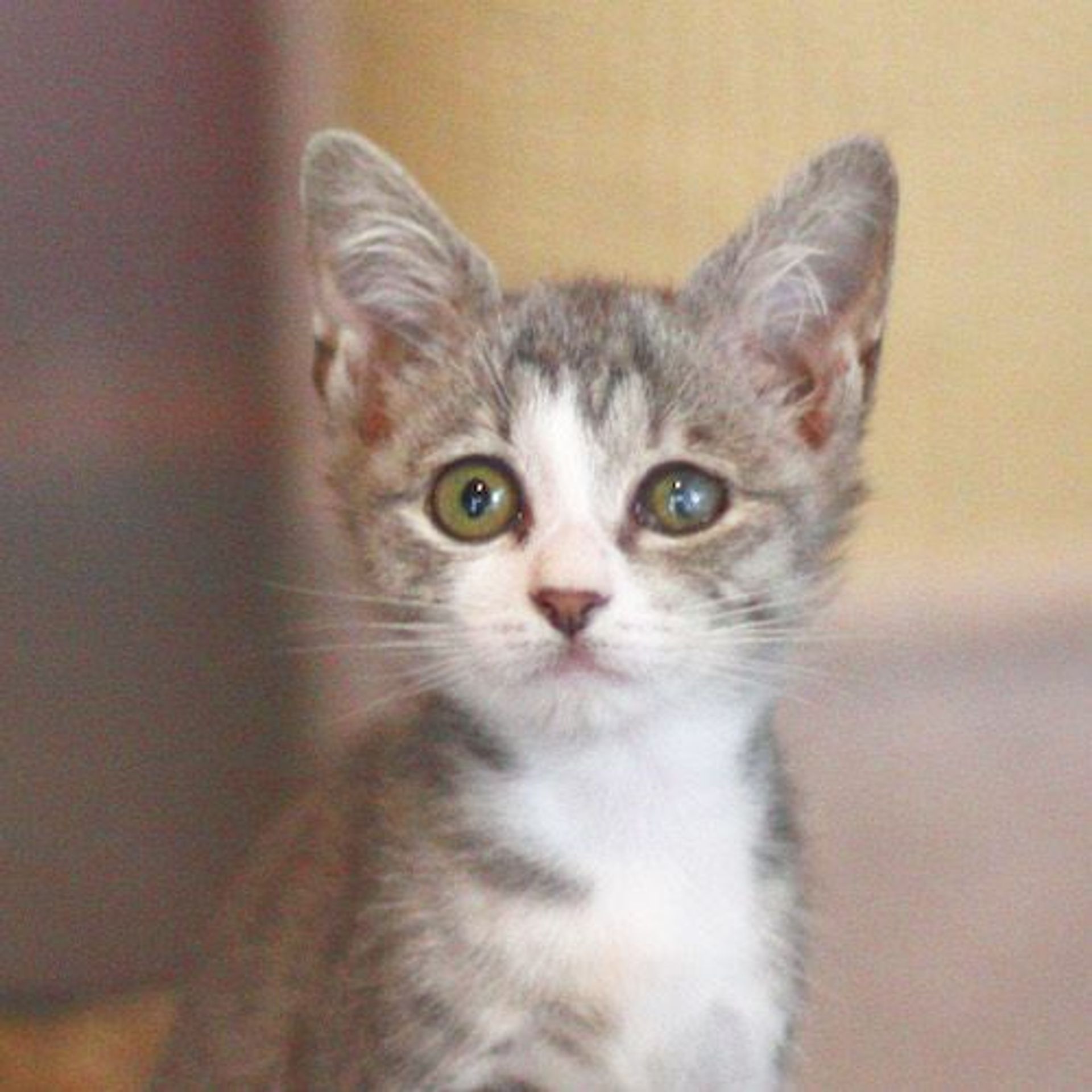 雑種（ミックス猫）・メスの里親募集の写真