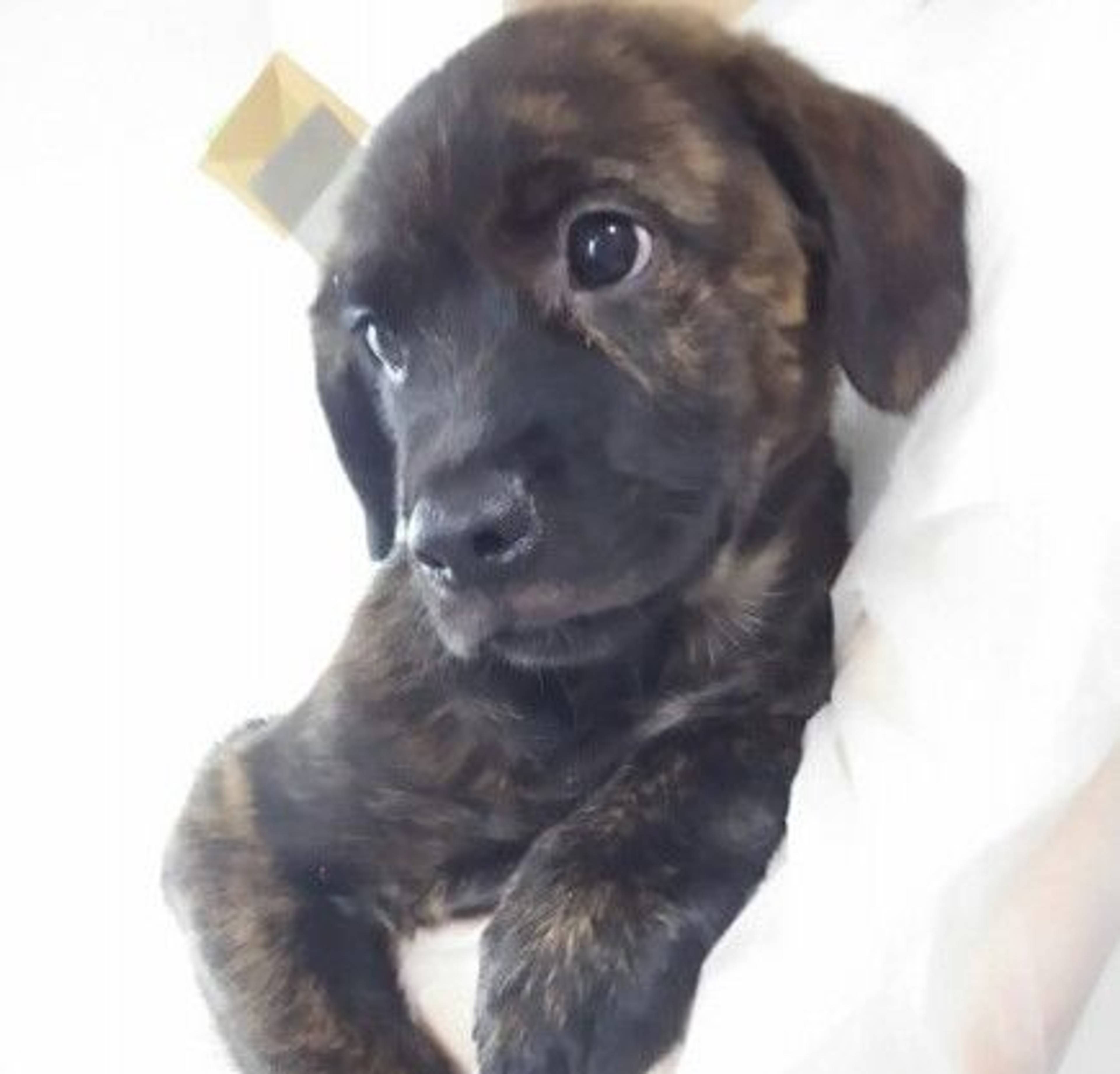 雑種（ミックス犬）・オスの里親募集の写真