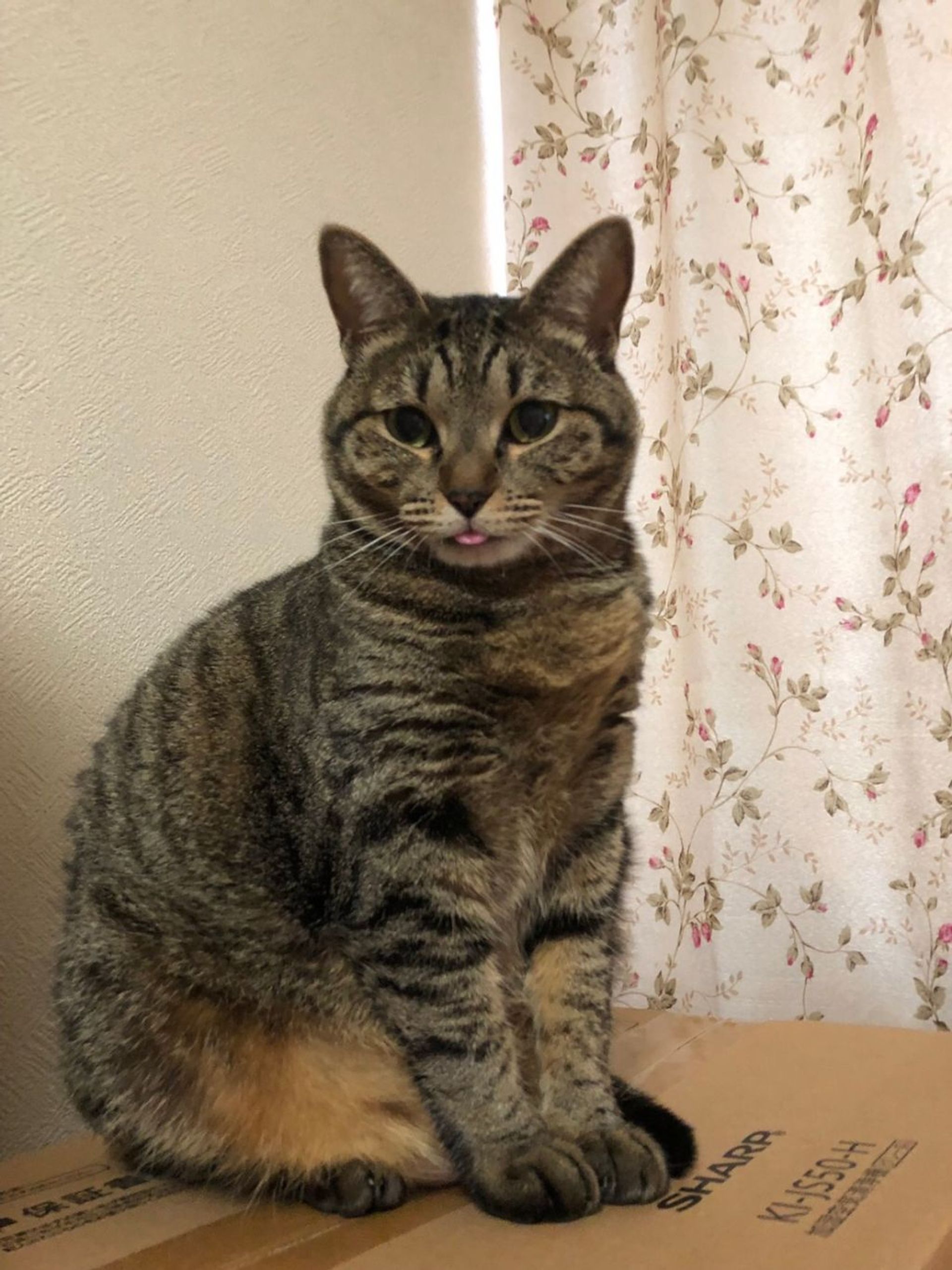 雑種（ミックス猫）・メスの里親募集の写真
