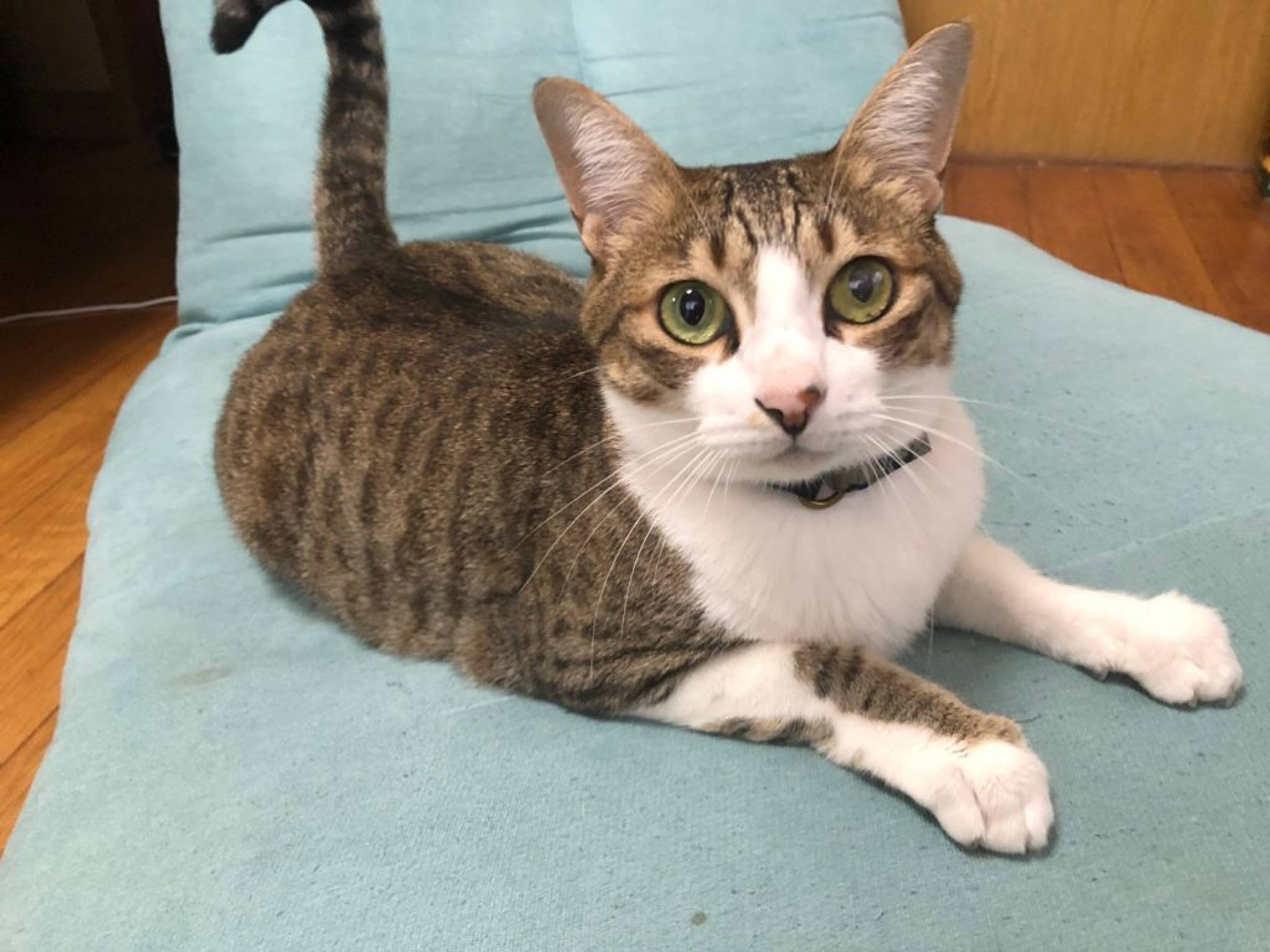 雑種（ミックス猫）・オスの里親募集の写真
