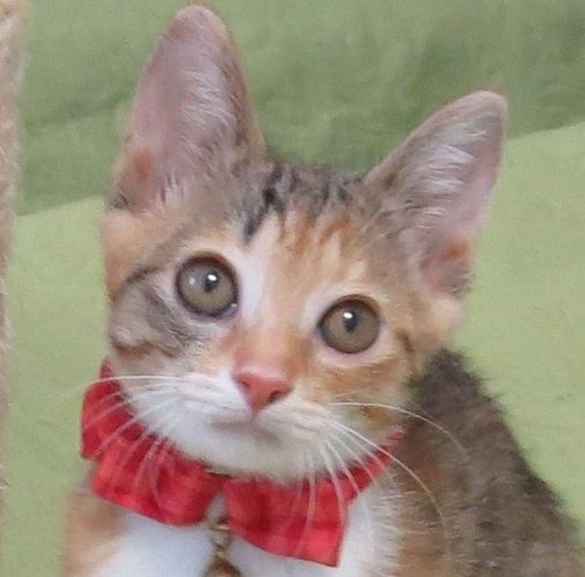 日本猫・メスの里親募集の写真
