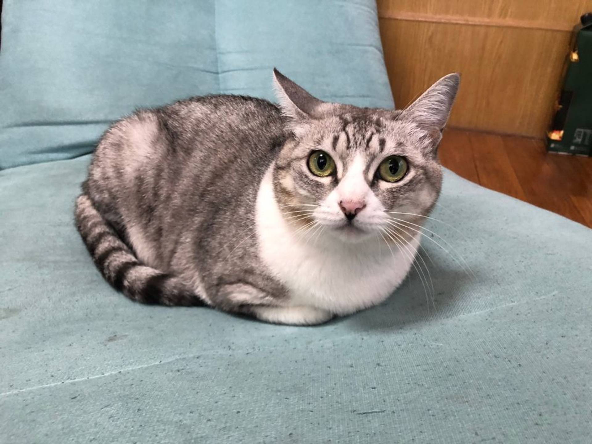 雑種（ミックス猫）・メスの里親募集の写真
