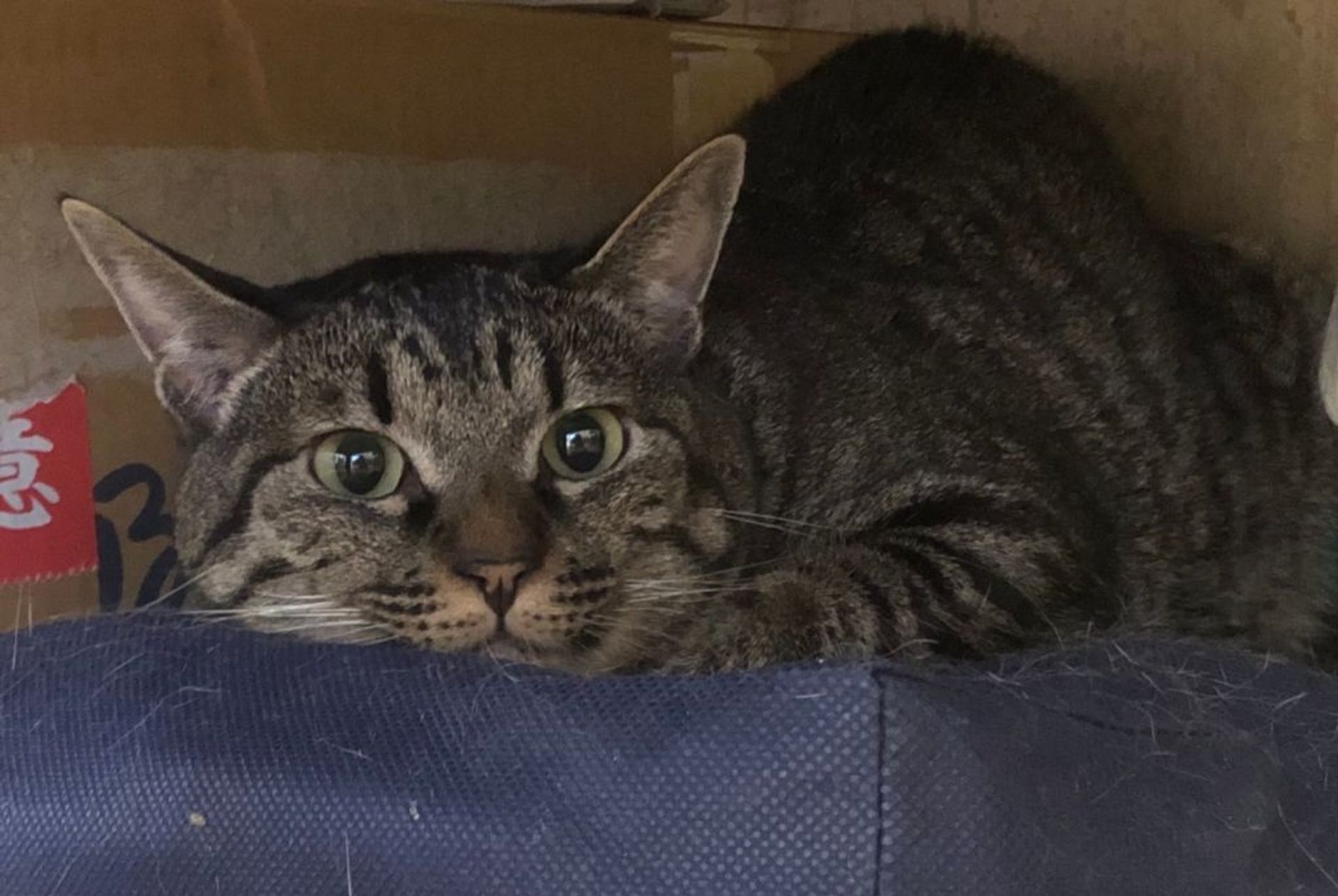雑種（ミックス猫）・オスの里親募集の写真