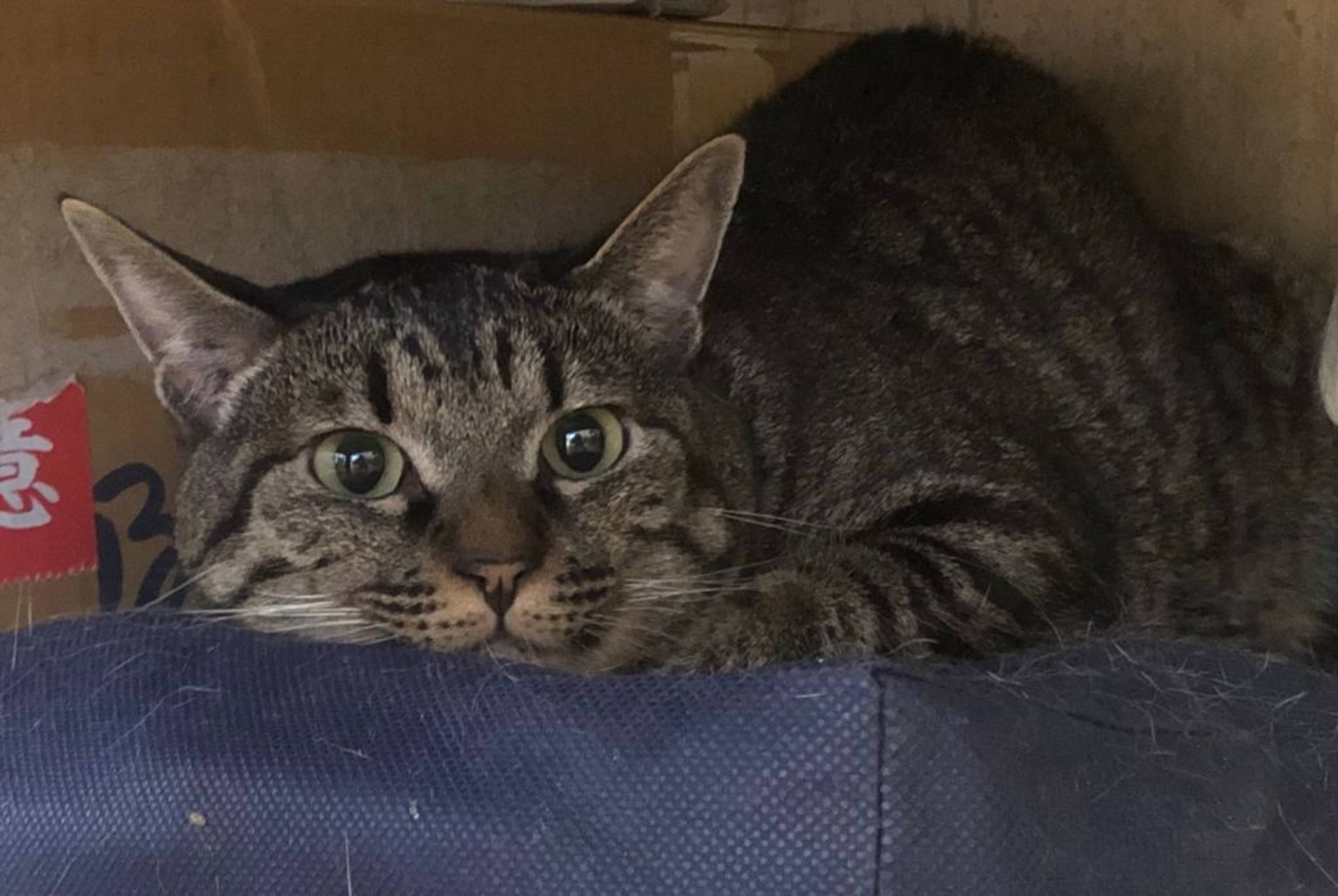 雑種（ミックス猫）・オスの里親募集の写真