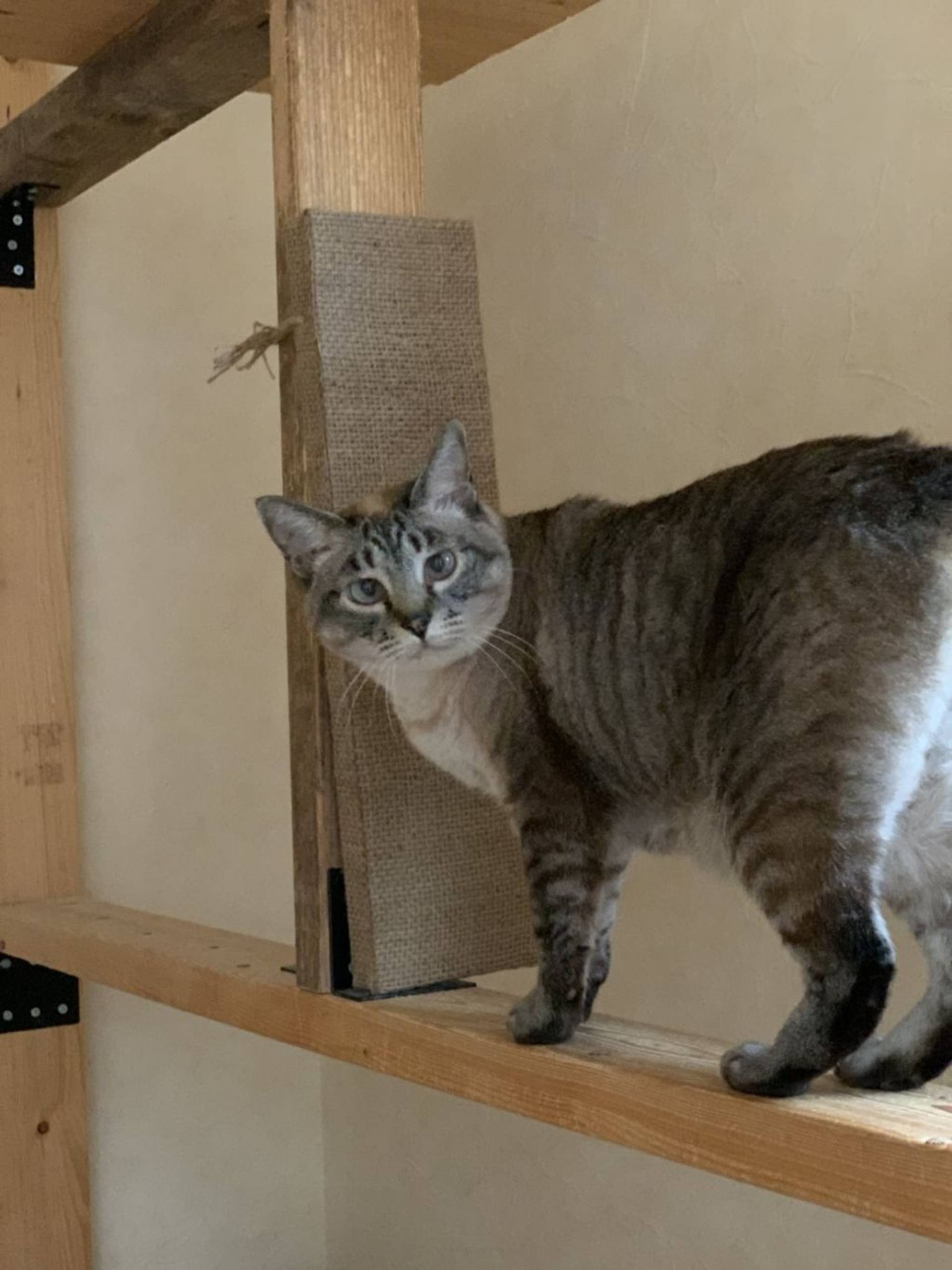 雑種（ミックス猫）・メスの里親募集の写真