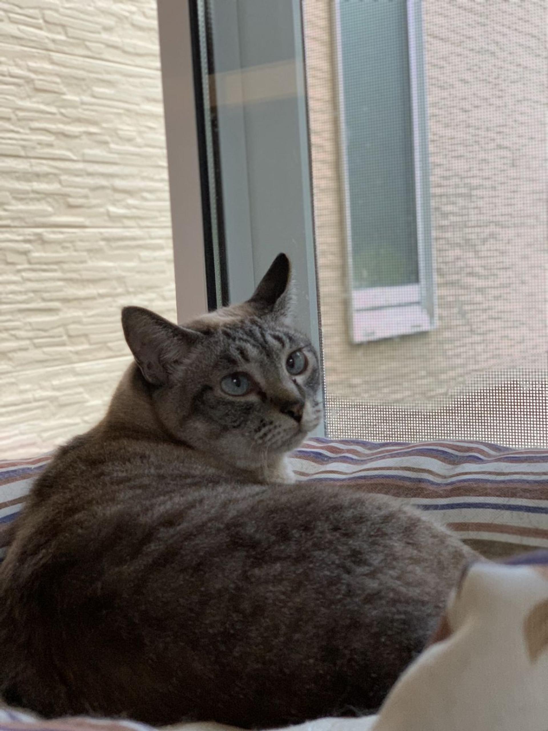 pet-image-3