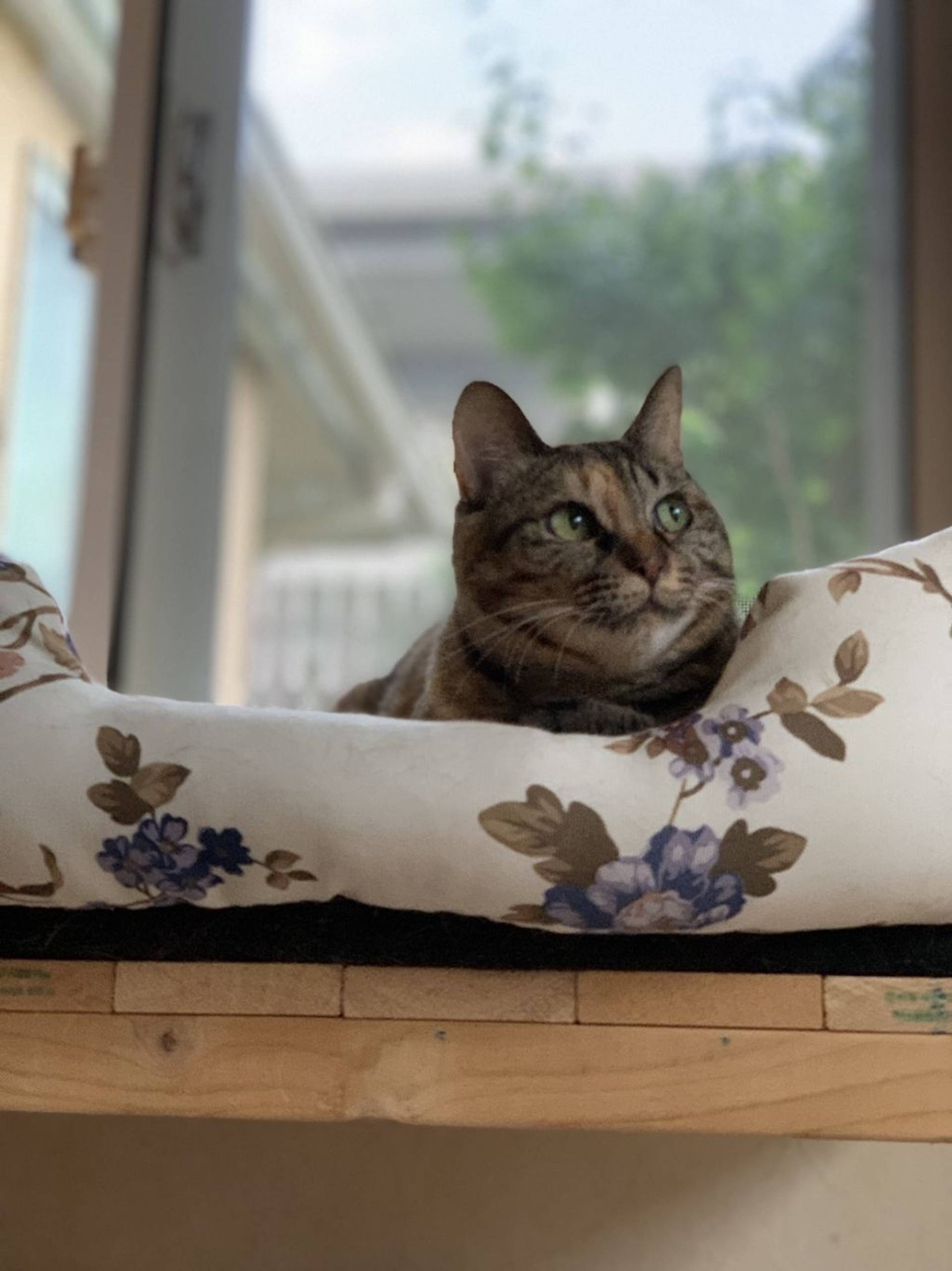 雑種（ミックス猫）・メスの里親募集の写真