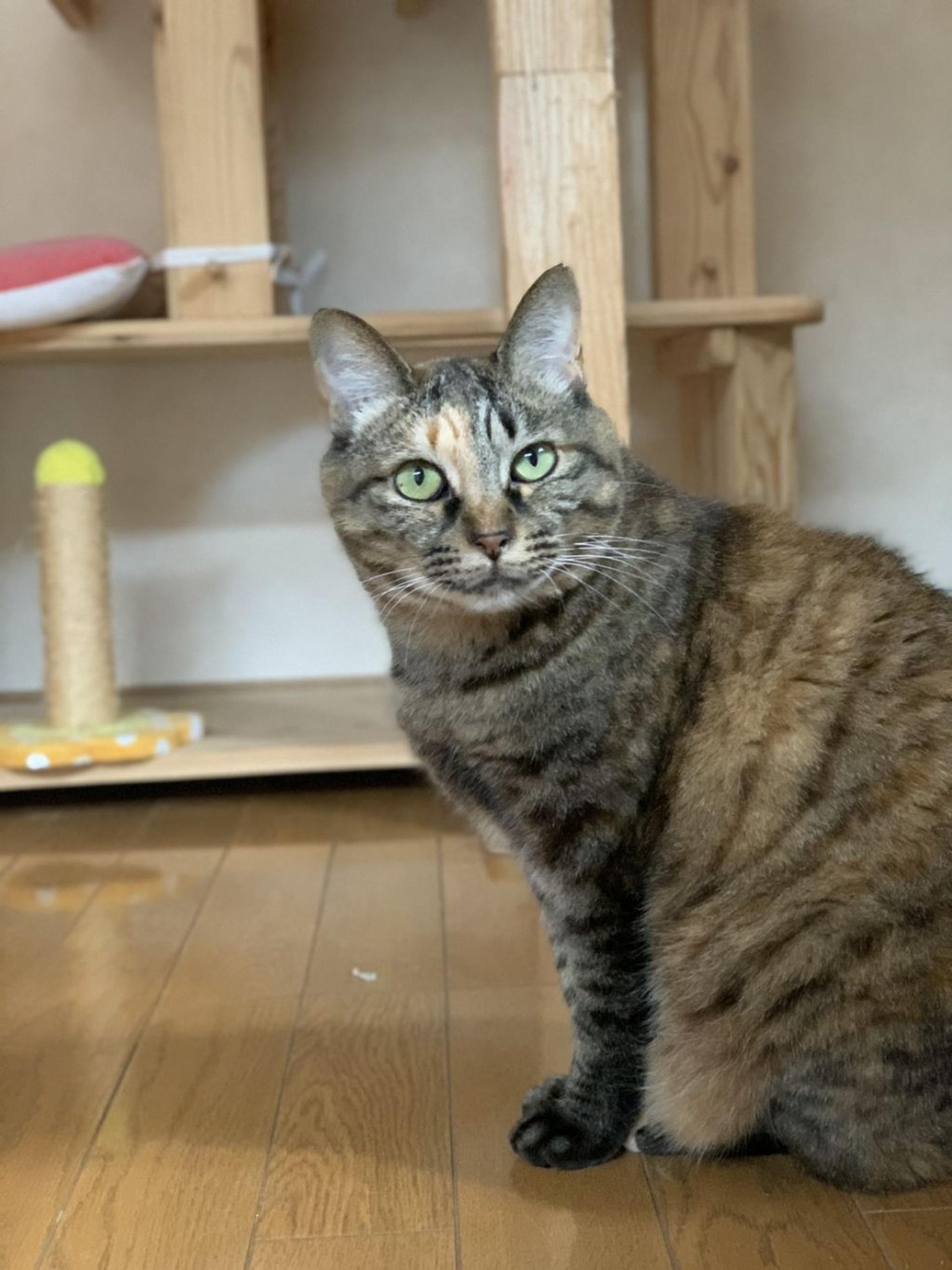 pet-image-2