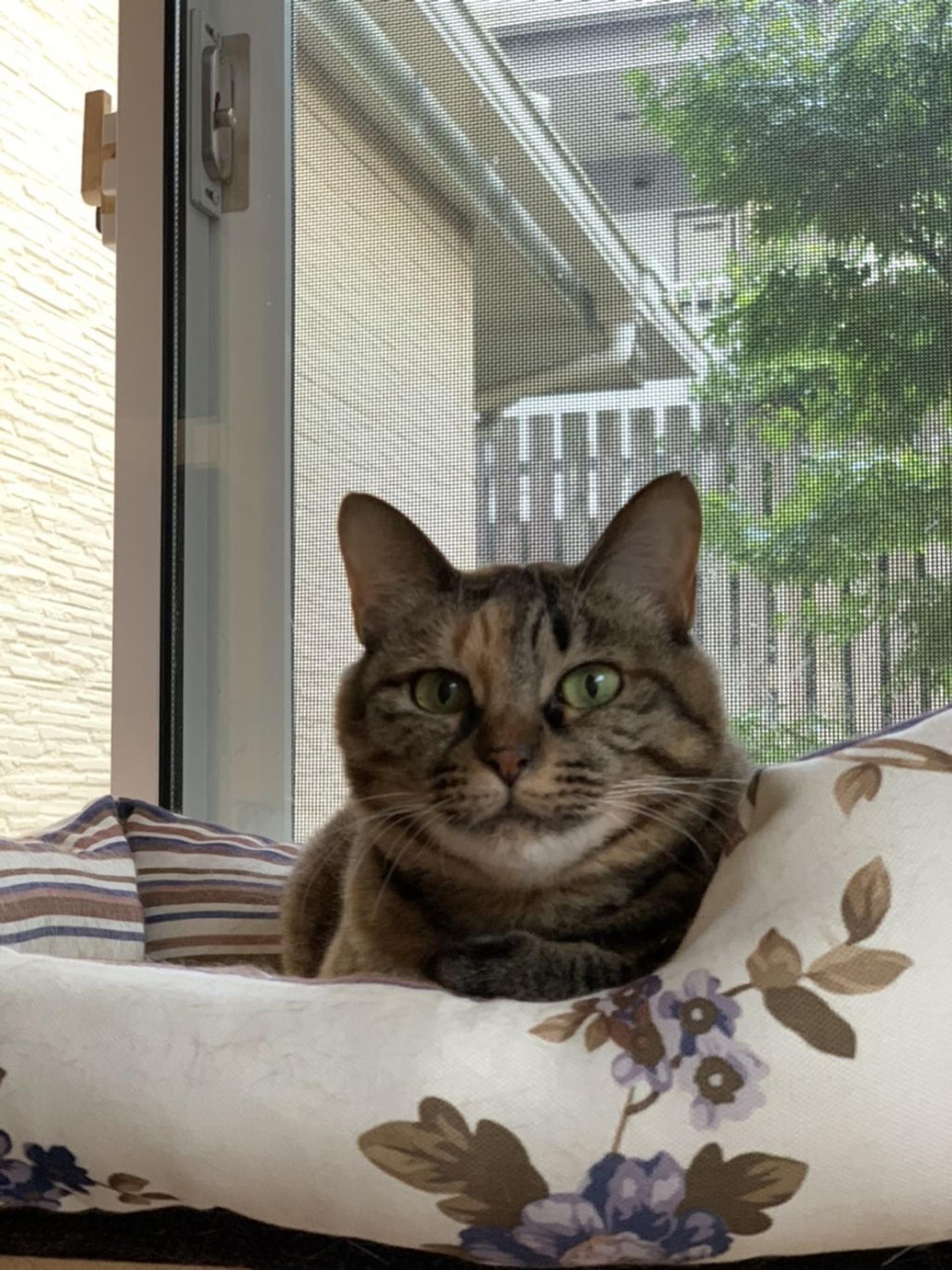 pet-image-3