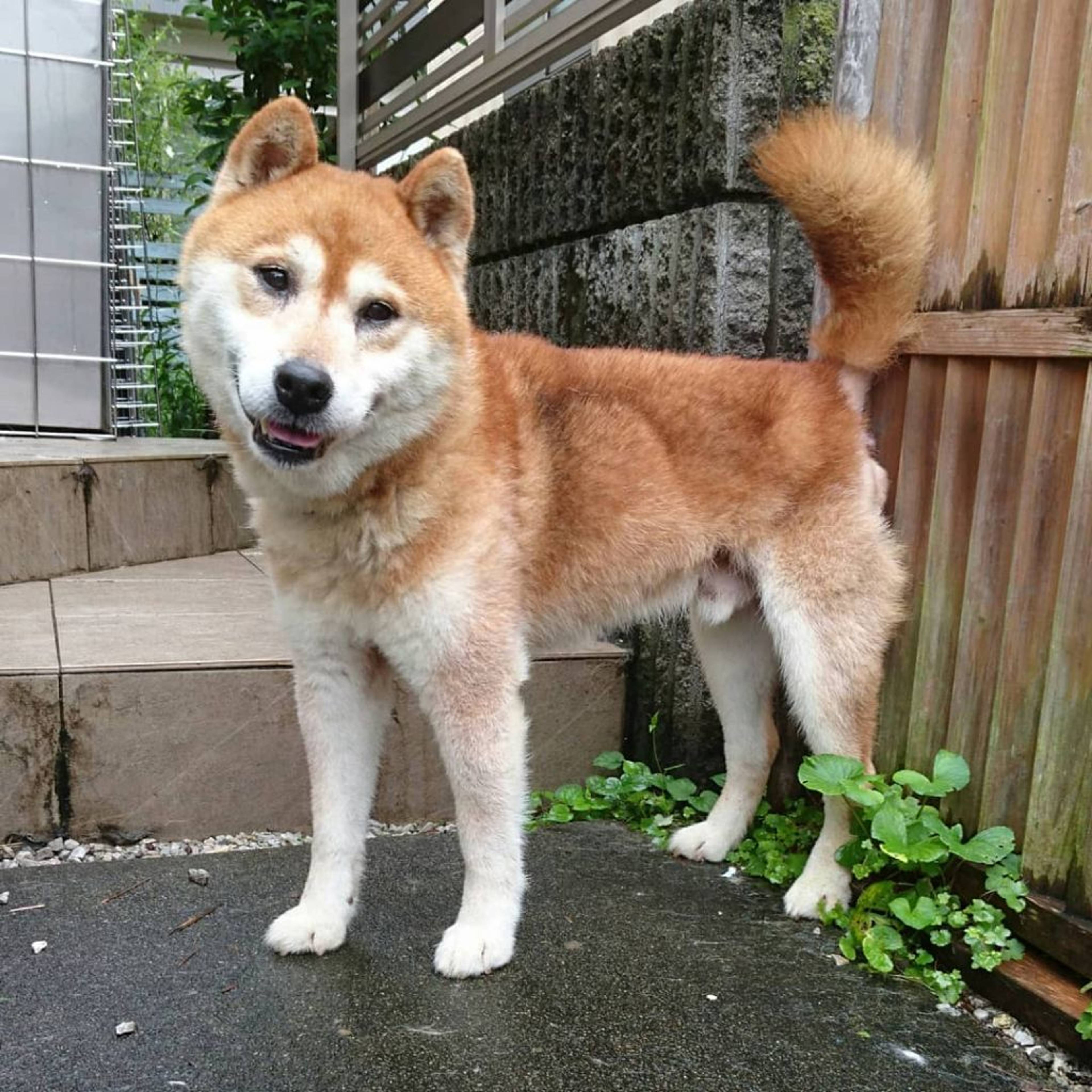 柴犬・オスの里親募集の写真