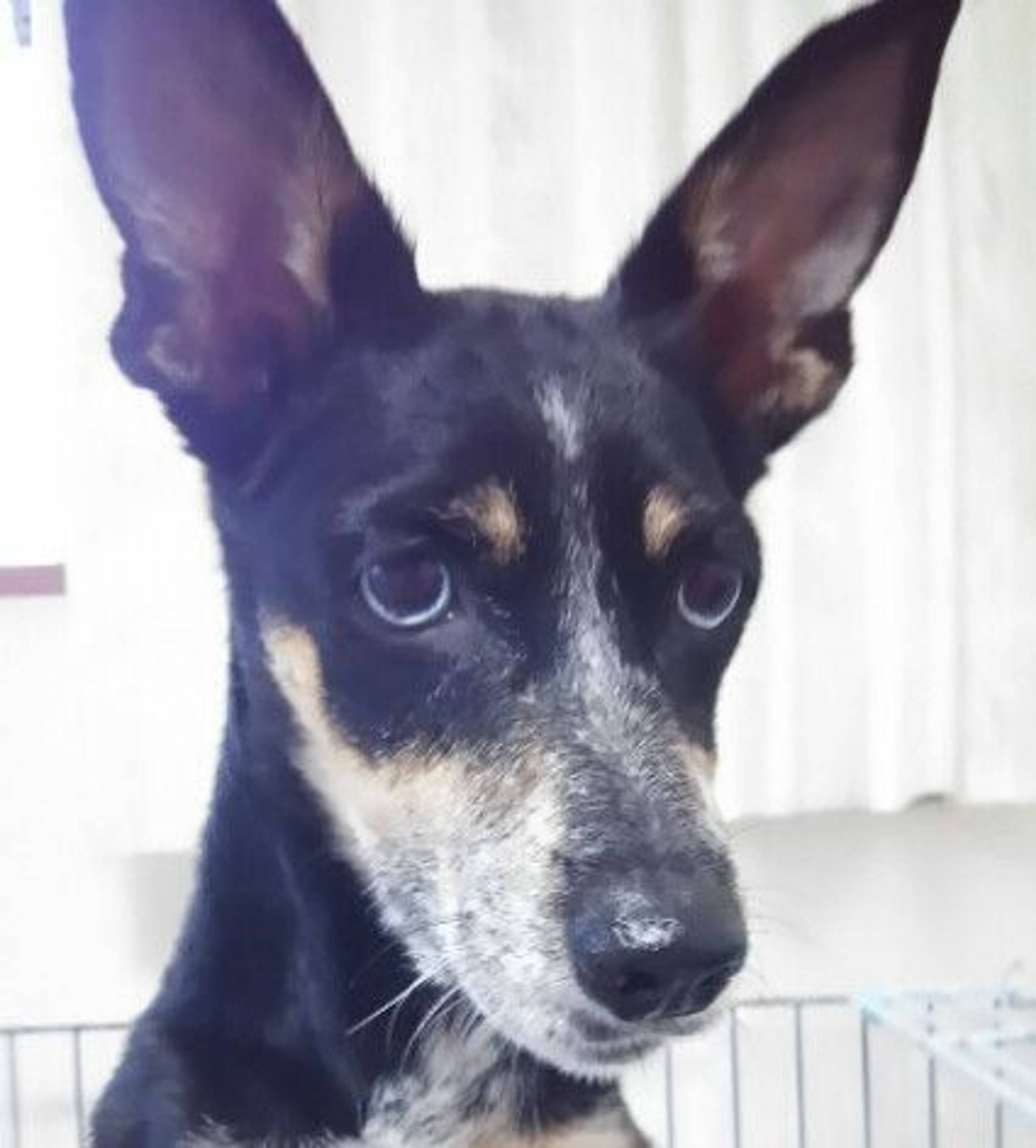 雑種（ミックス犬）・メスの里親募集の写真