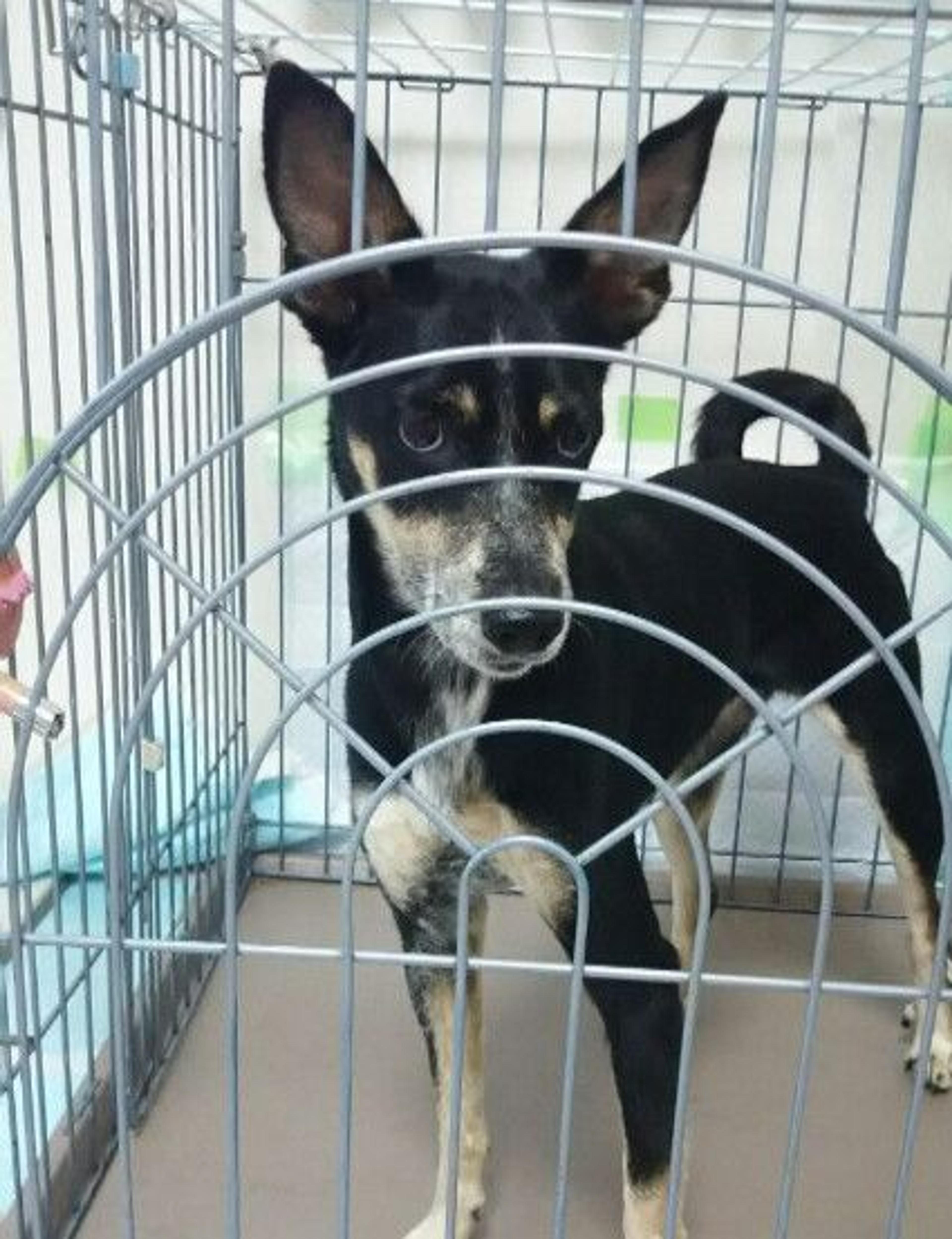 pet-image-2