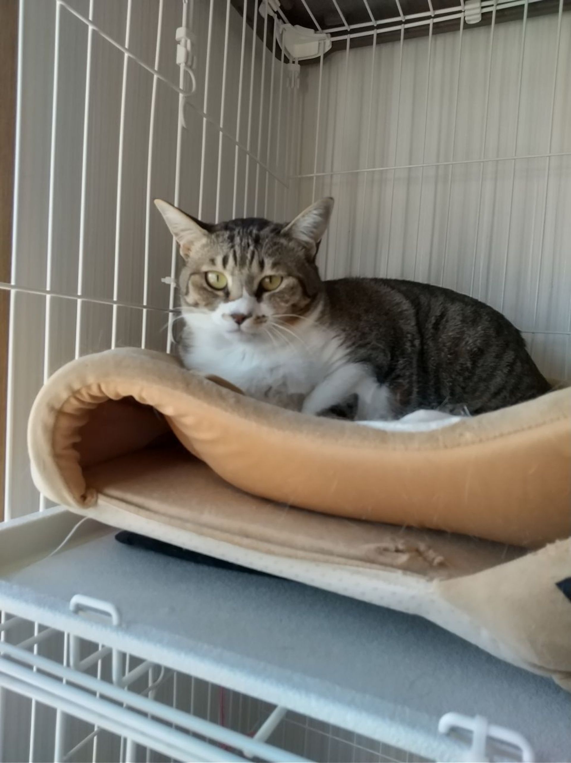 雑種（ミックス猫）・メスの里親募集の写真