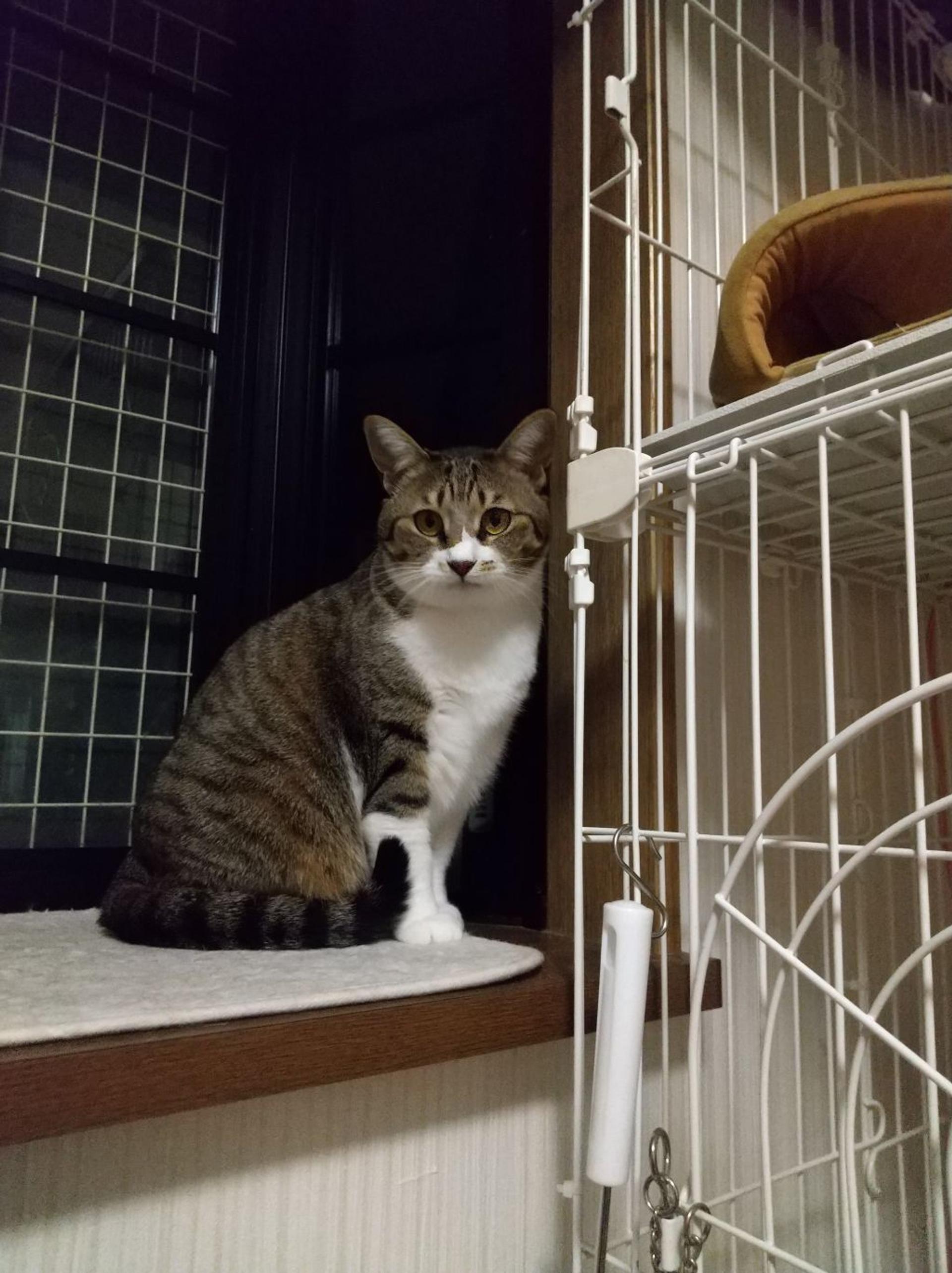 pet-image-2