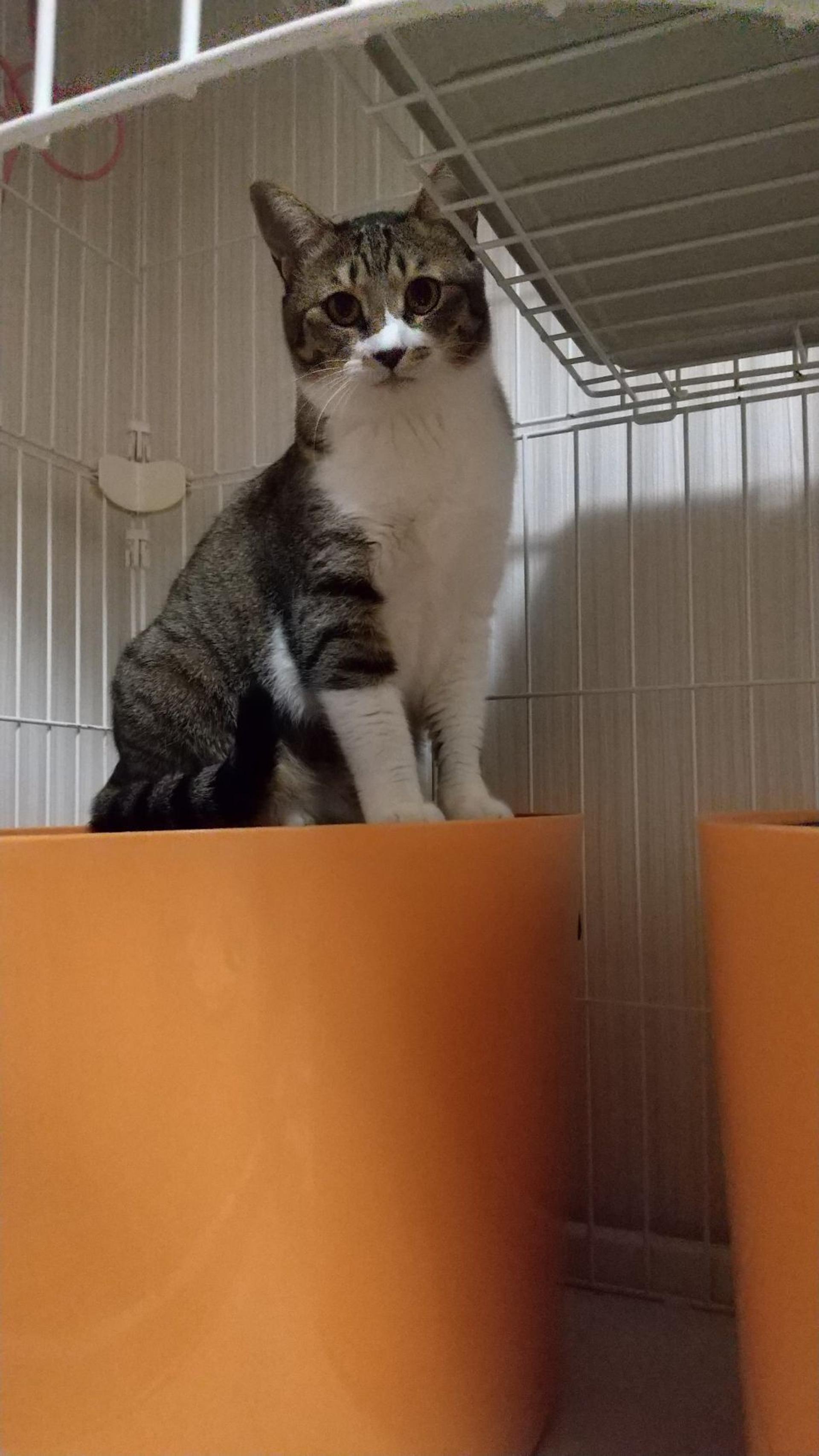 pet-image-3