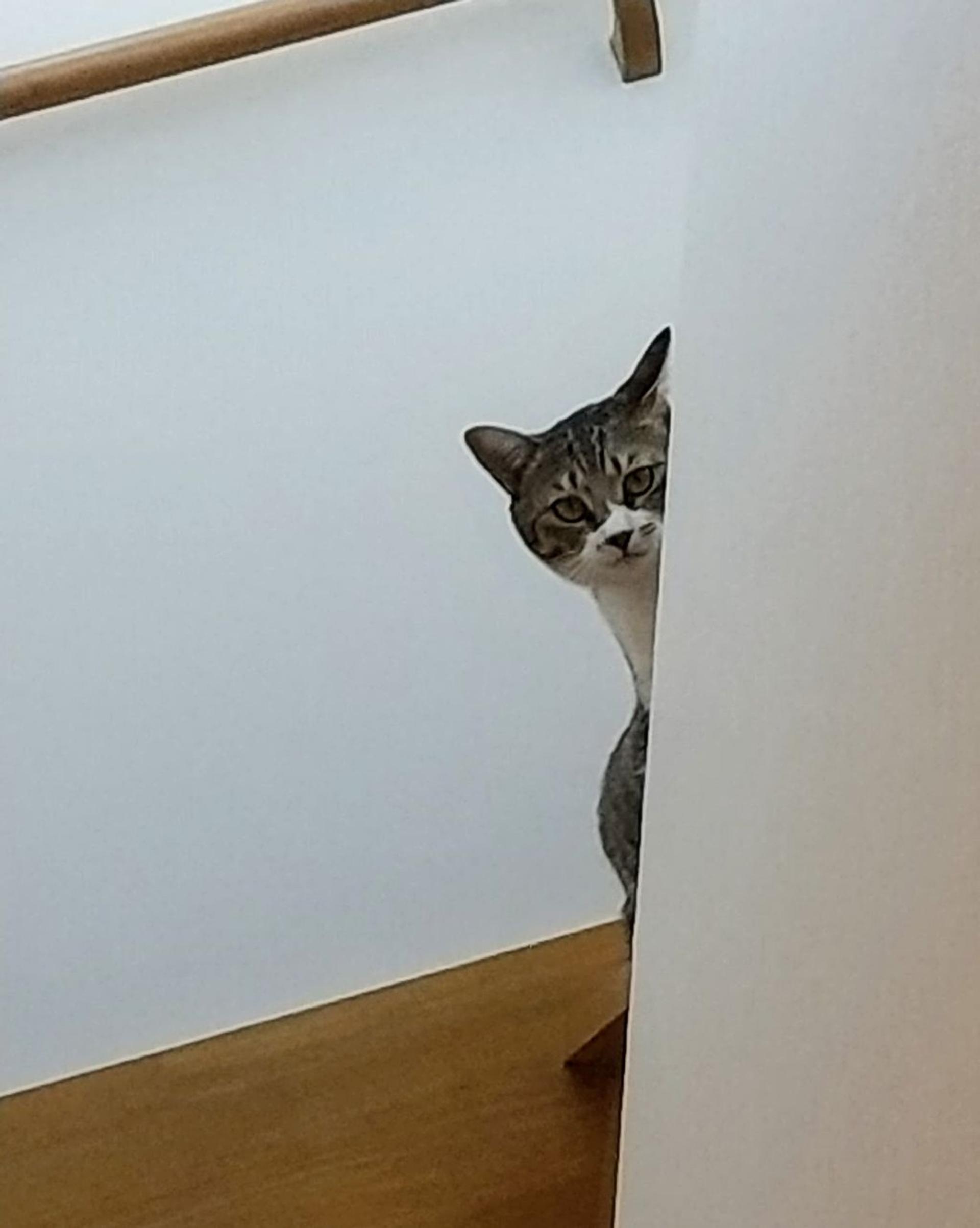 pet-image-4