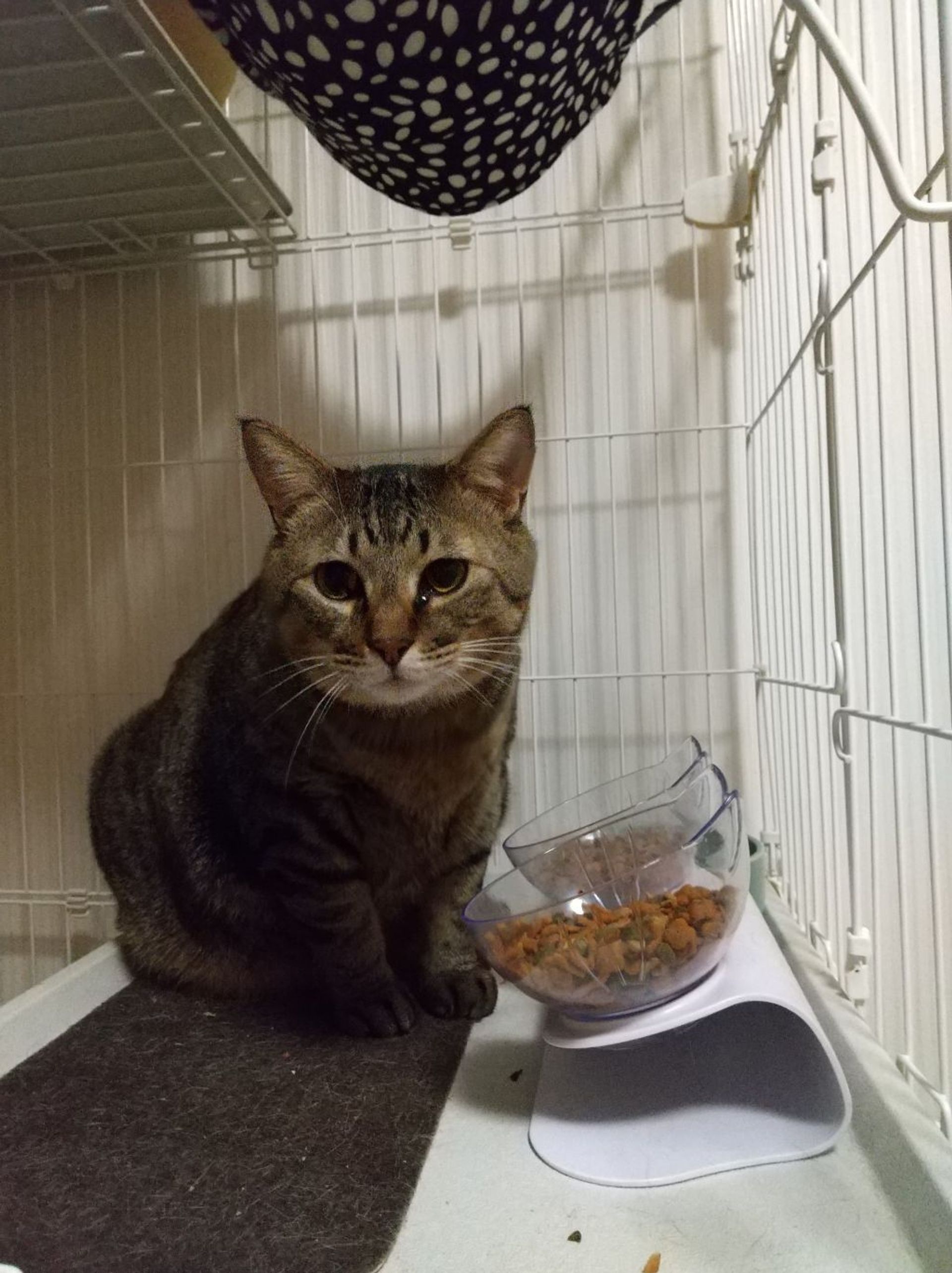 雑種（ミックス猫）・オスの里親募集の写真