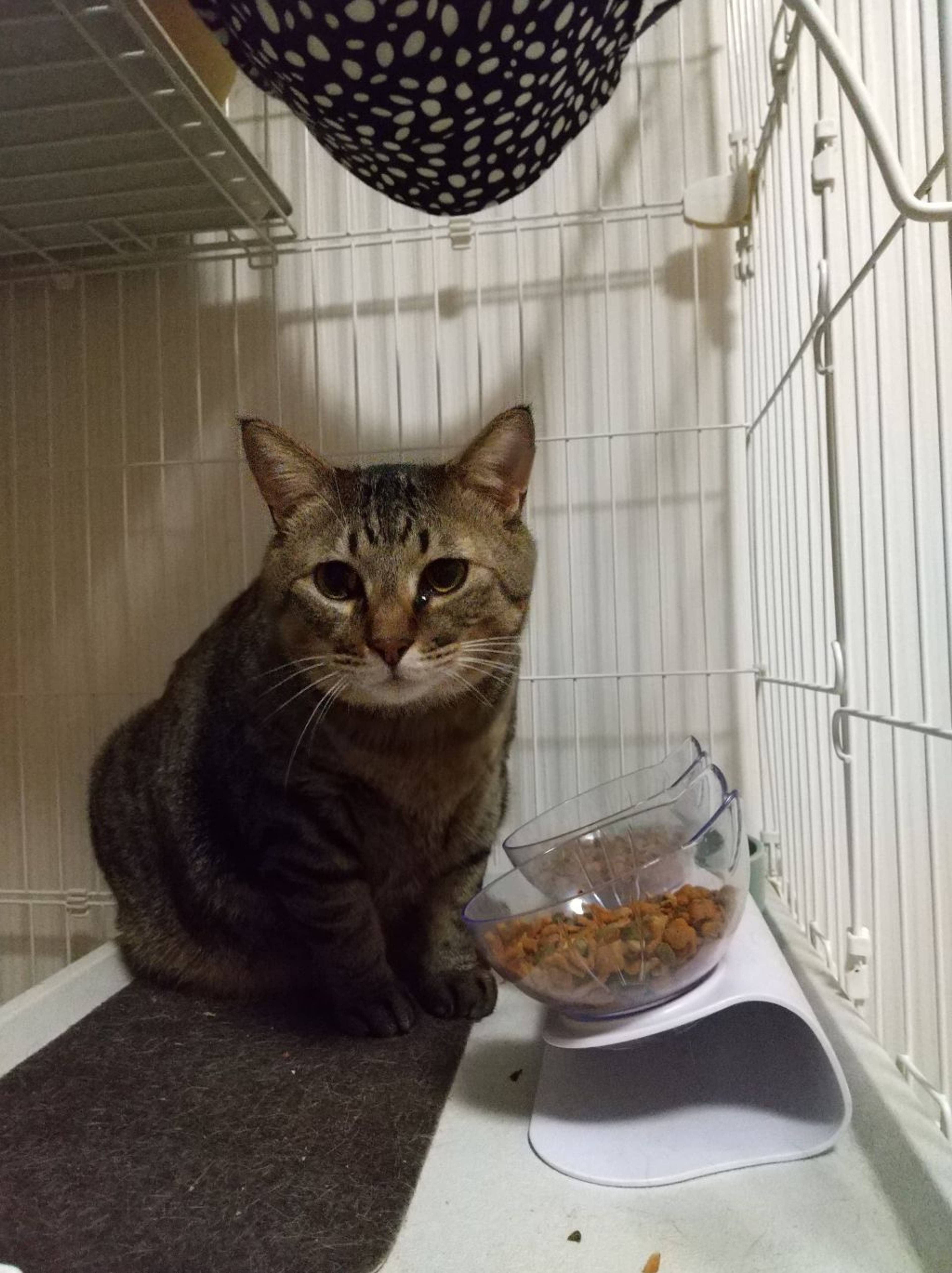 雑種（ミックス猫）・オスの里親募集の写真