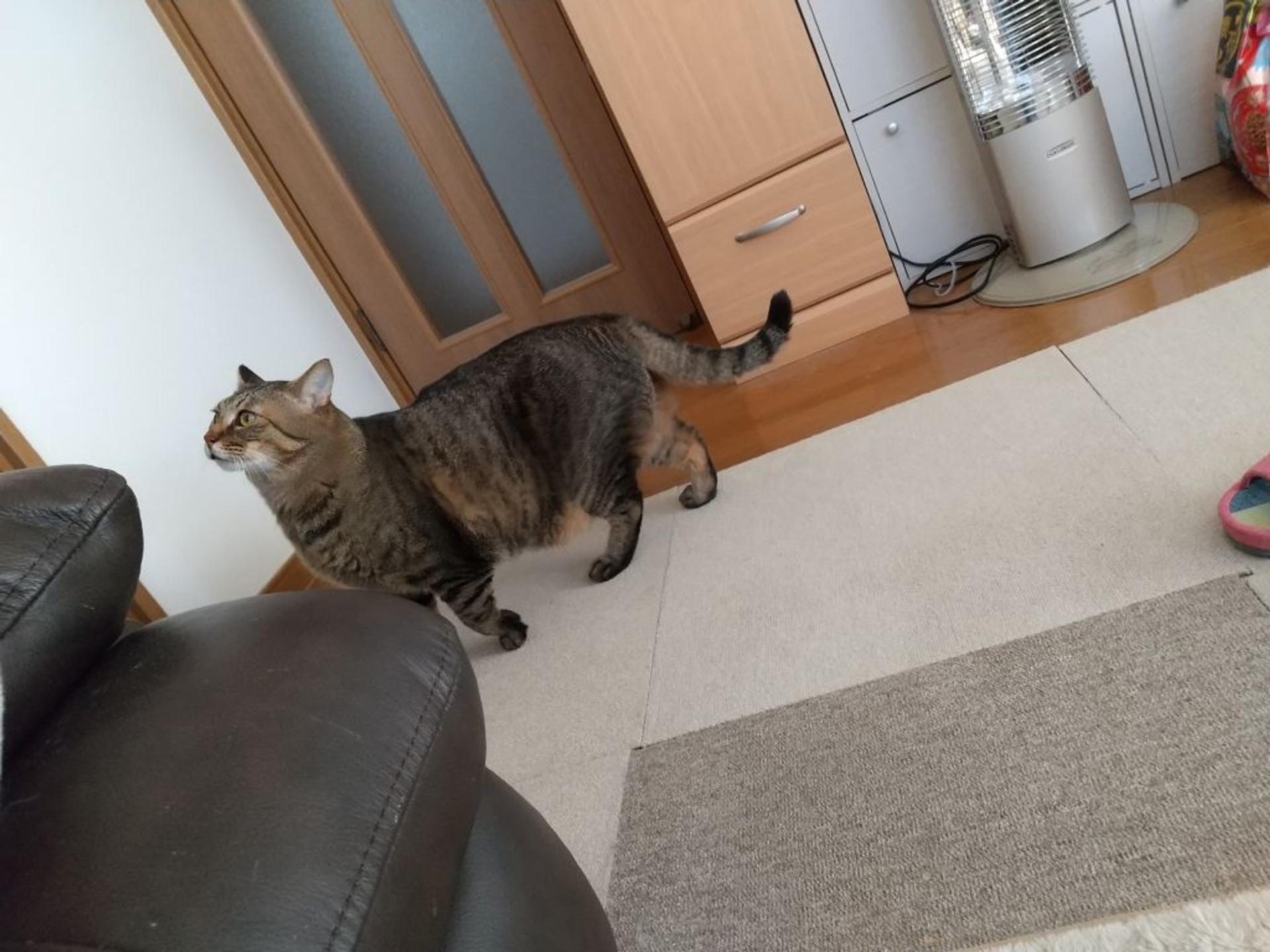 pet-image-4