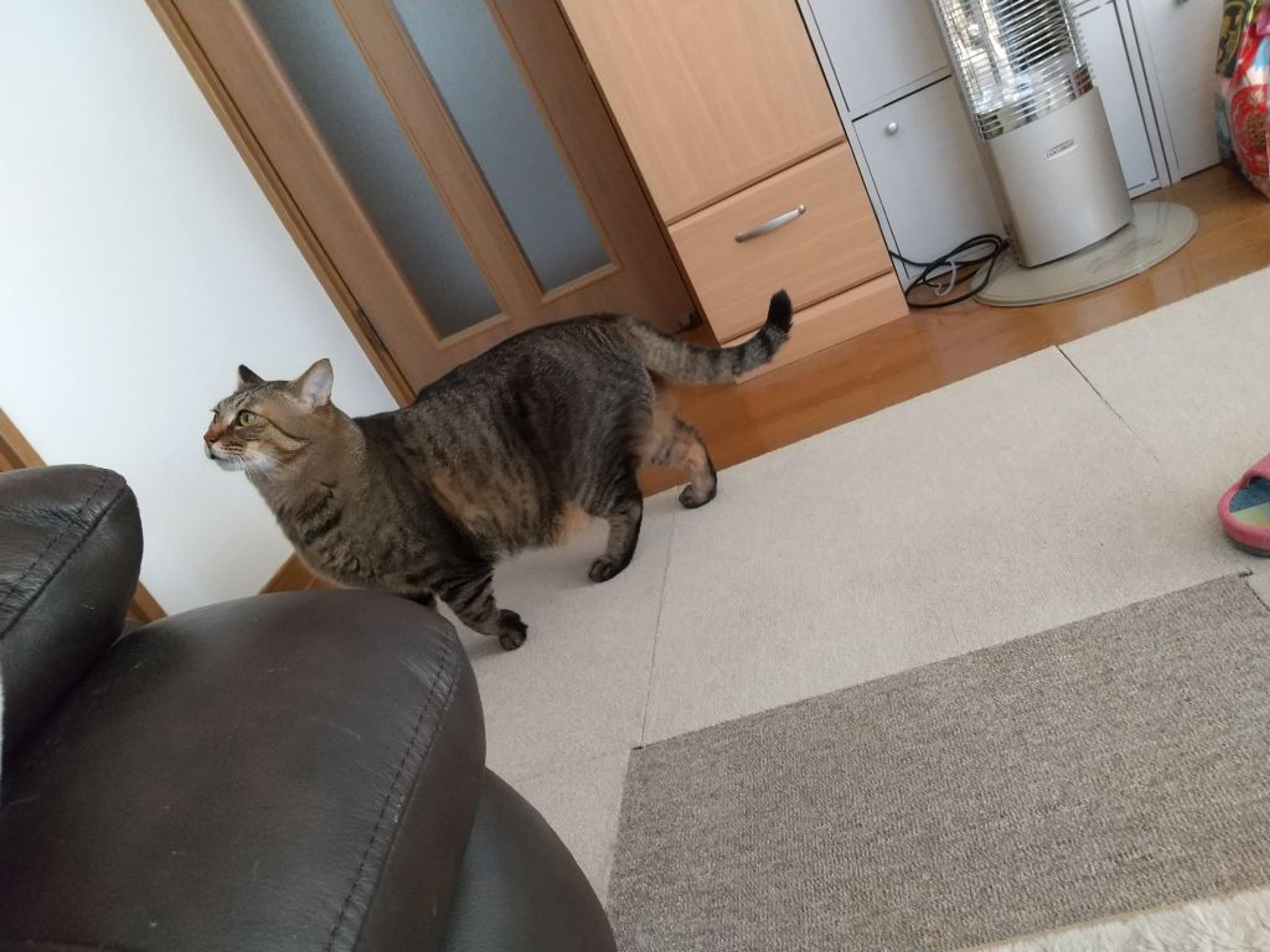 pet-image-4