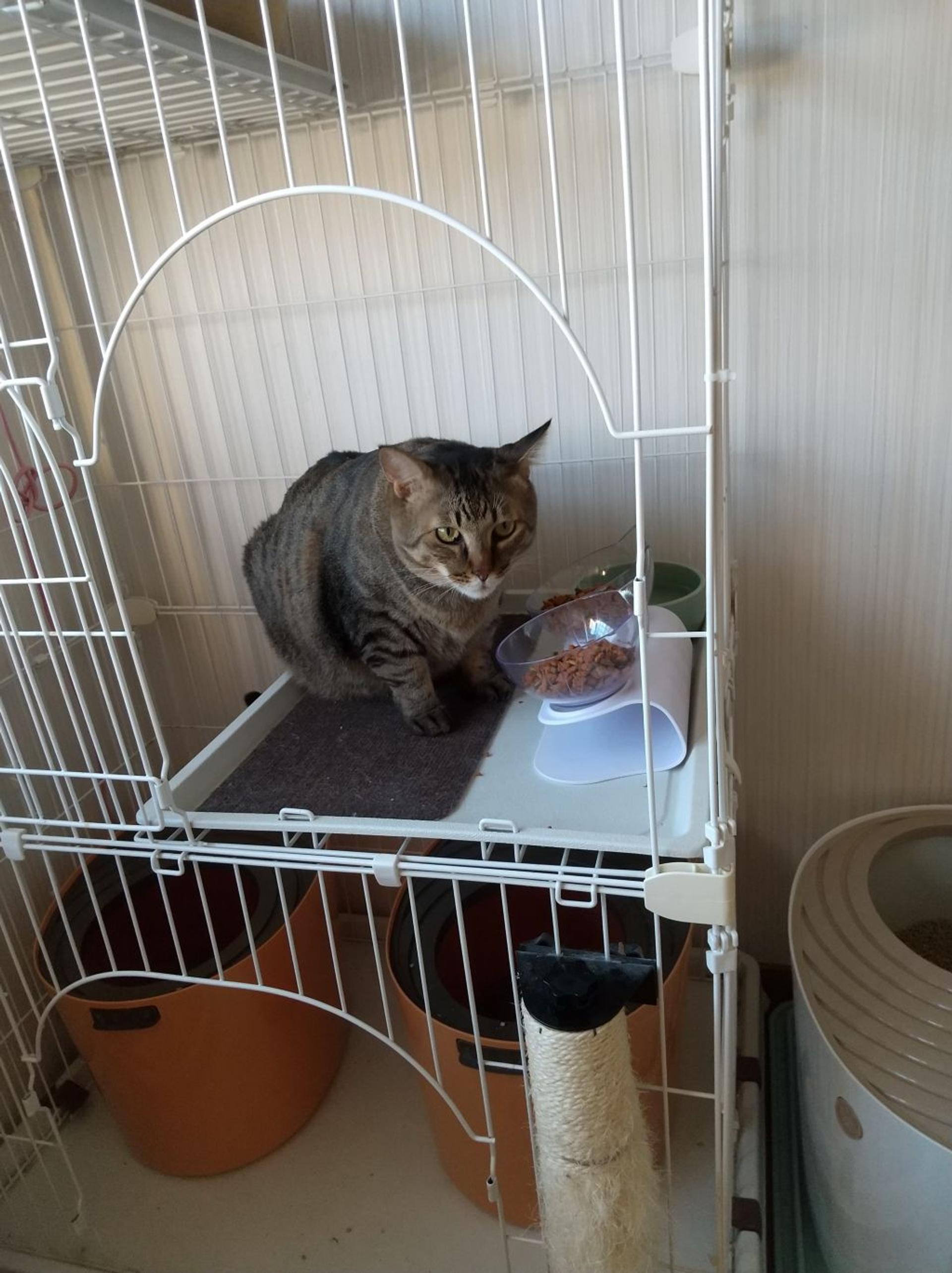 pet-image-5