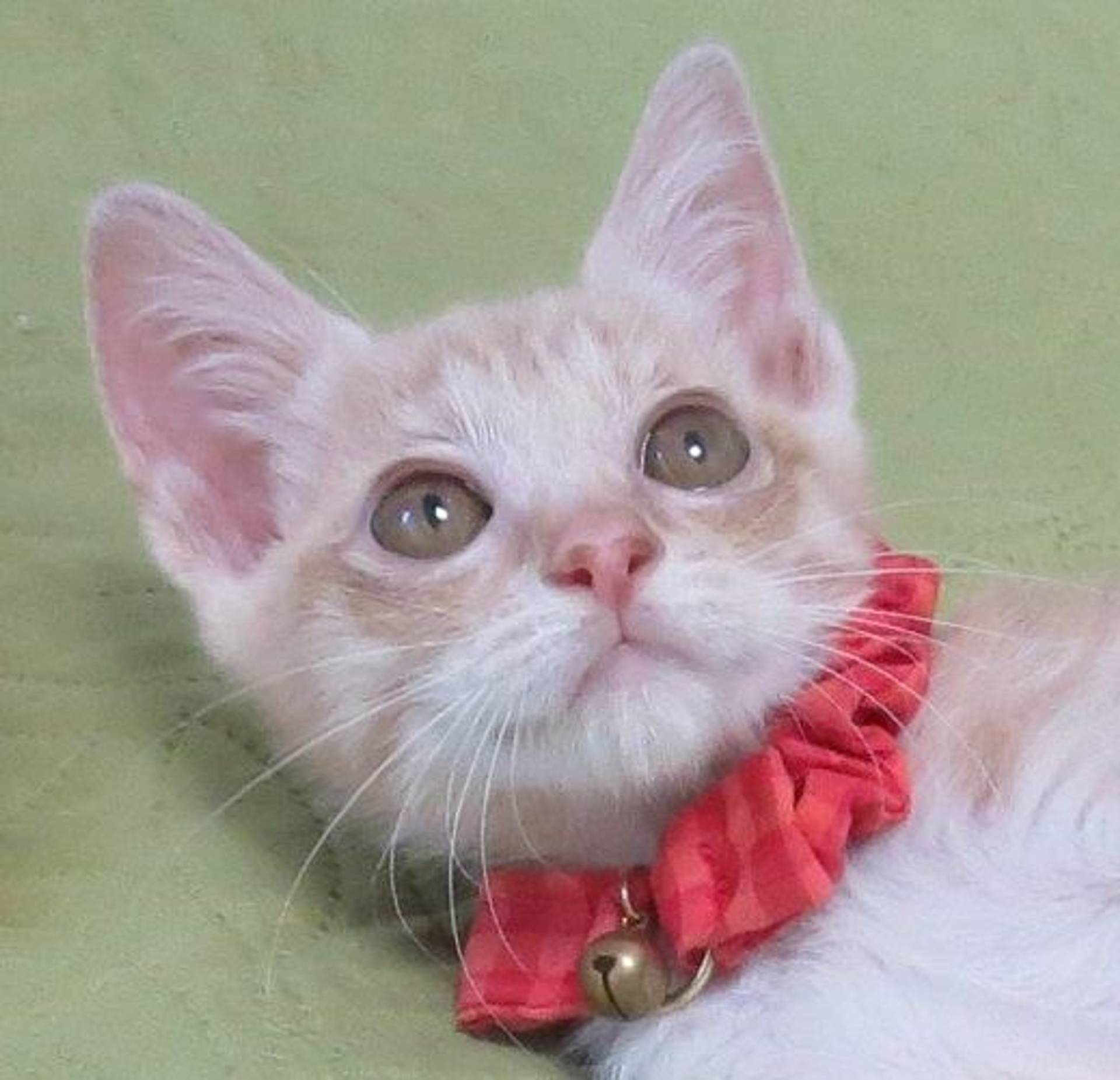 雑種（ミックス猫）・メスの里親募集の写真