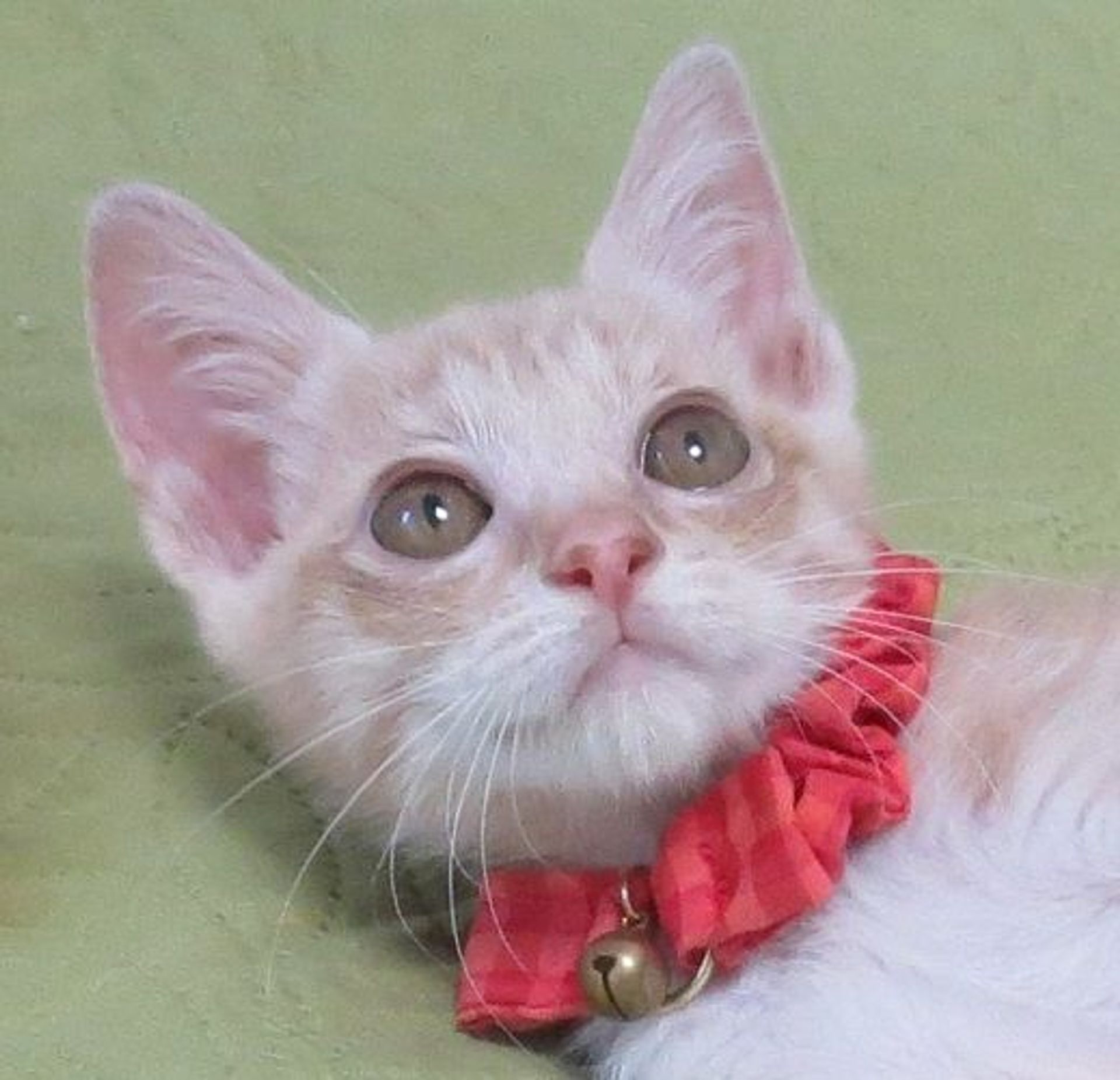 雑種（ミックス猫）・メスの里親募集の写真