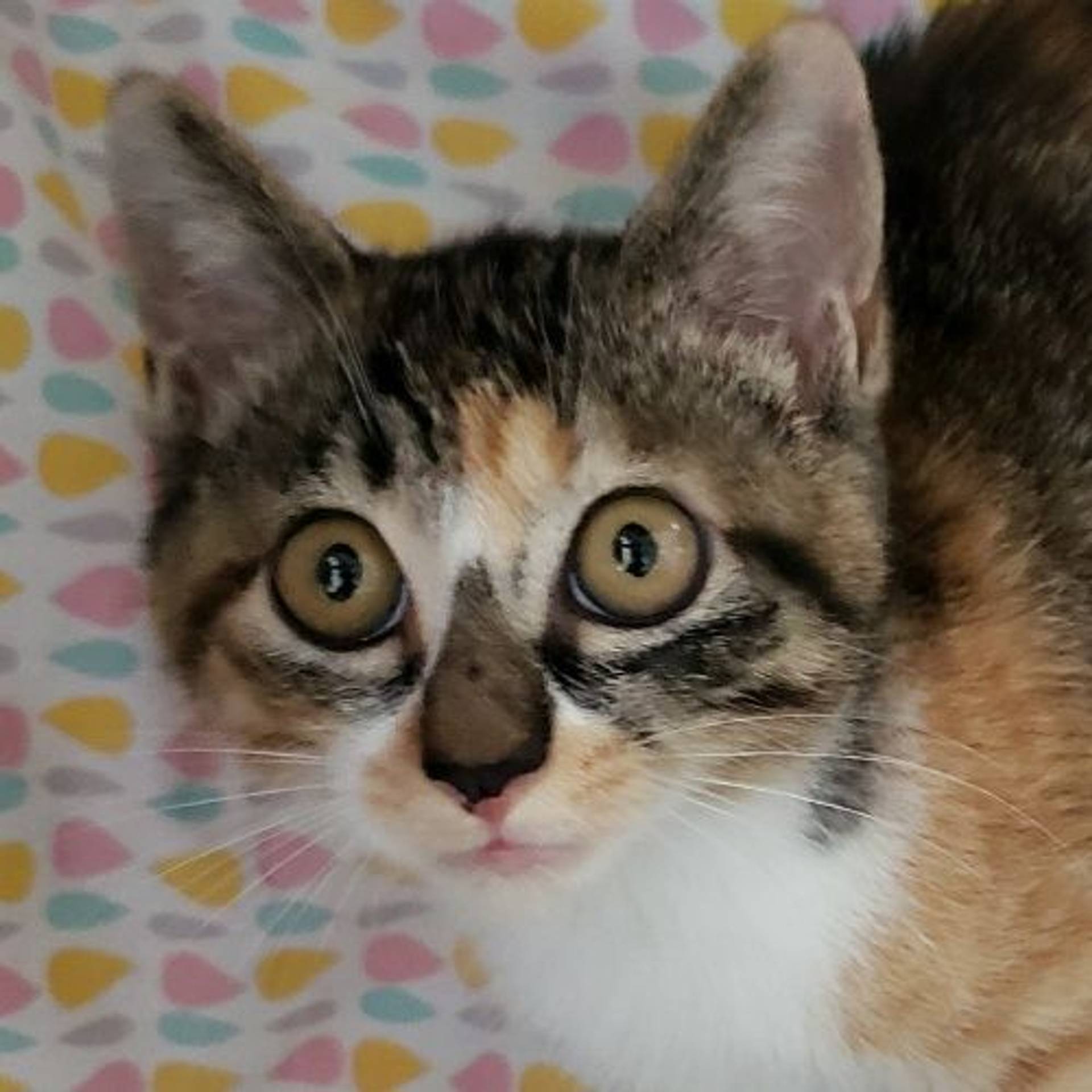 日本猫・メスの里親募集の写真