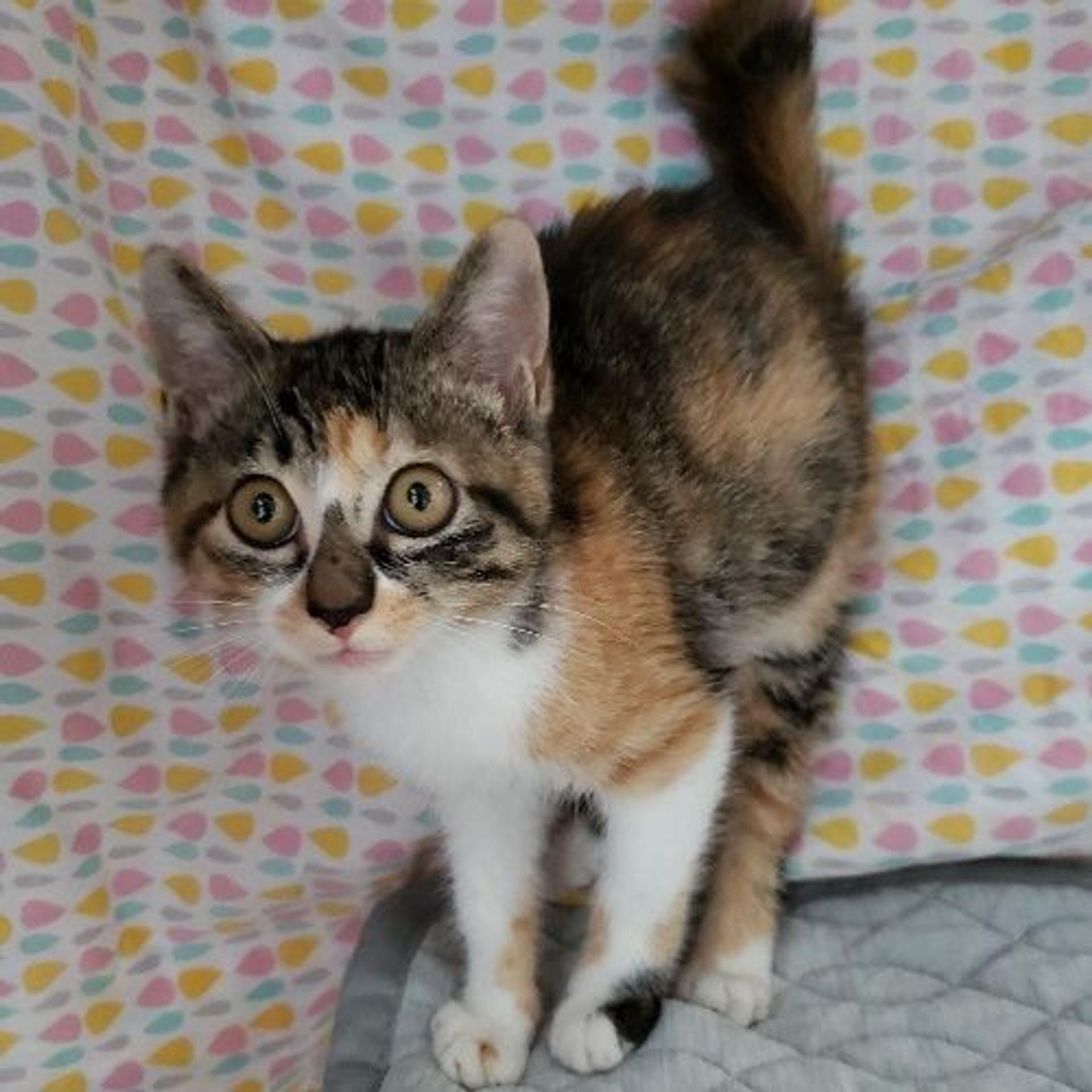 pet-image-2